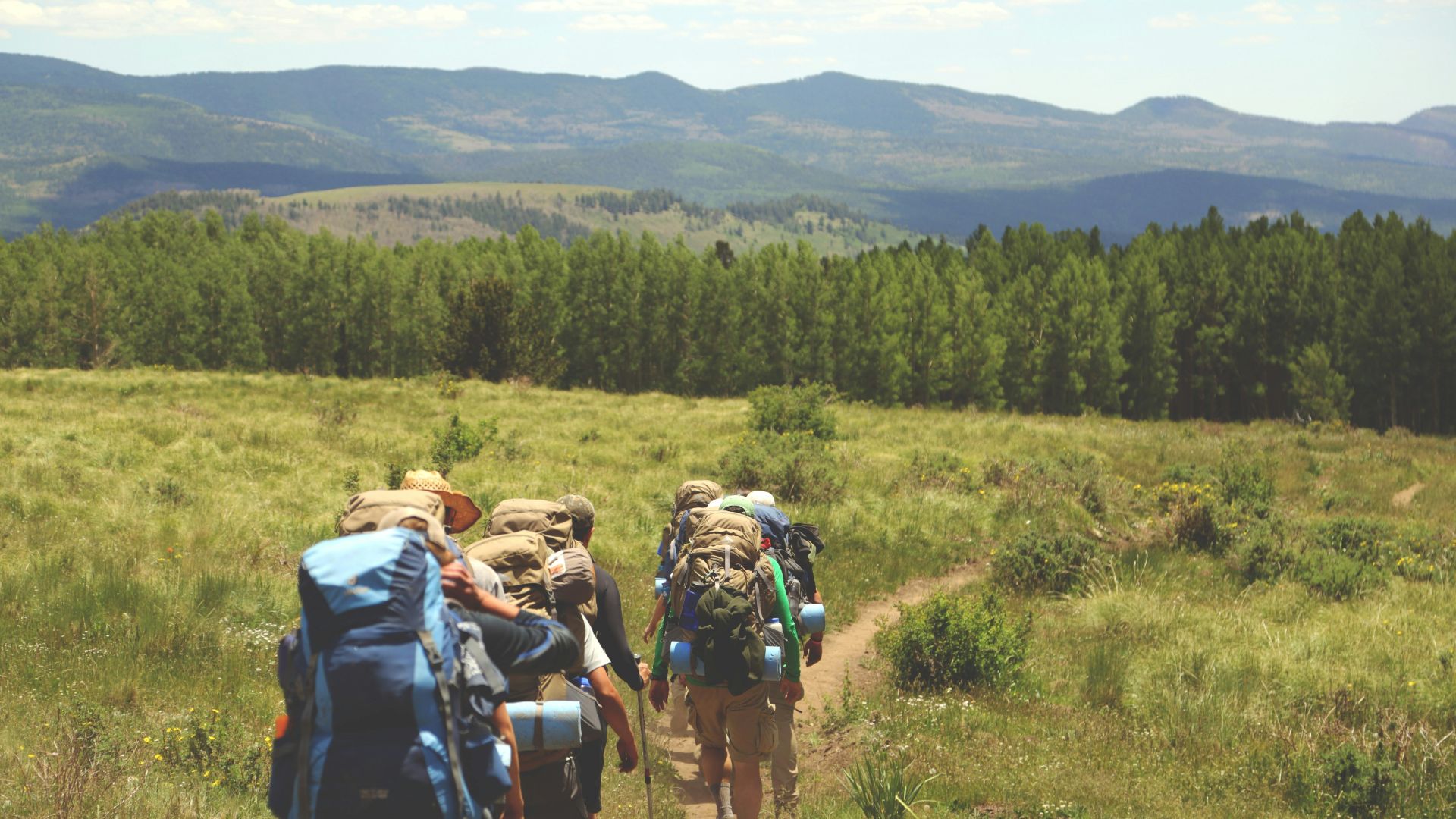 group of people walking on pathway between green grass background of tree