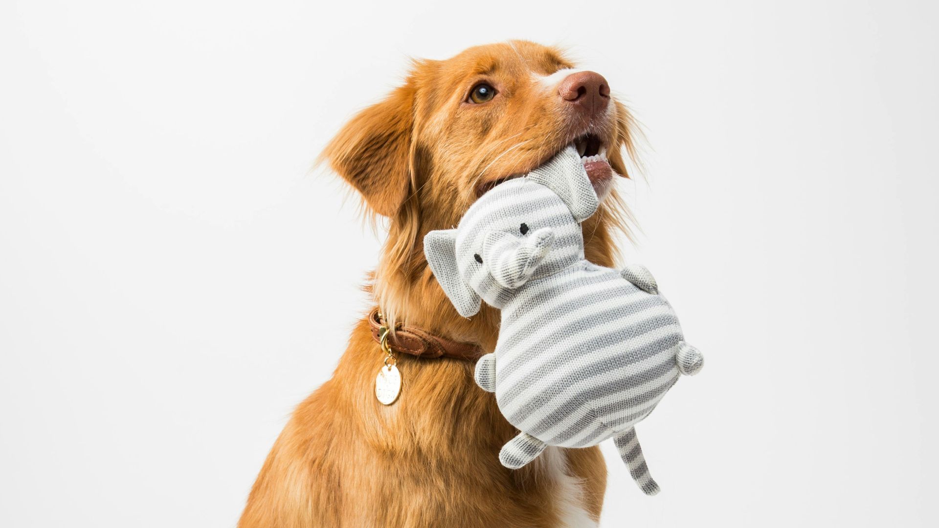 brown and white short coated dog biting white and blue ball