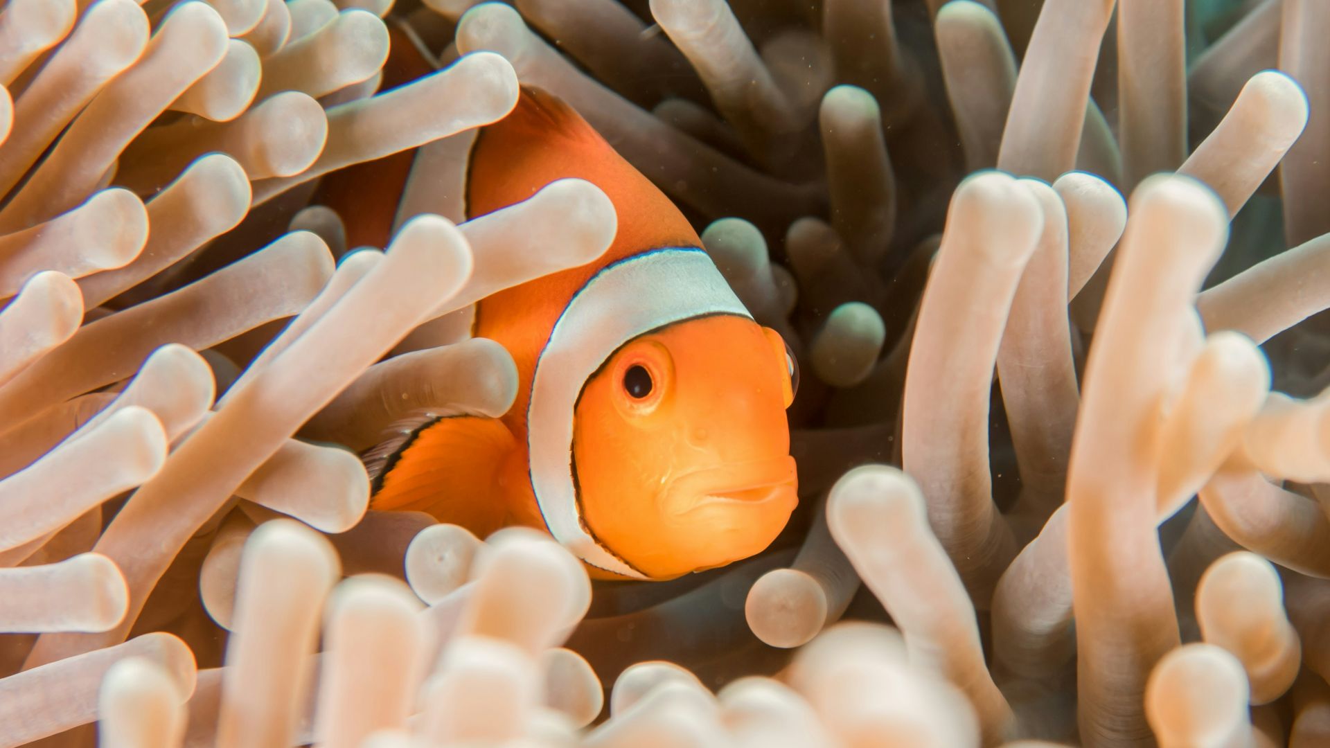 orange and white clownfish hiding in sea anemone