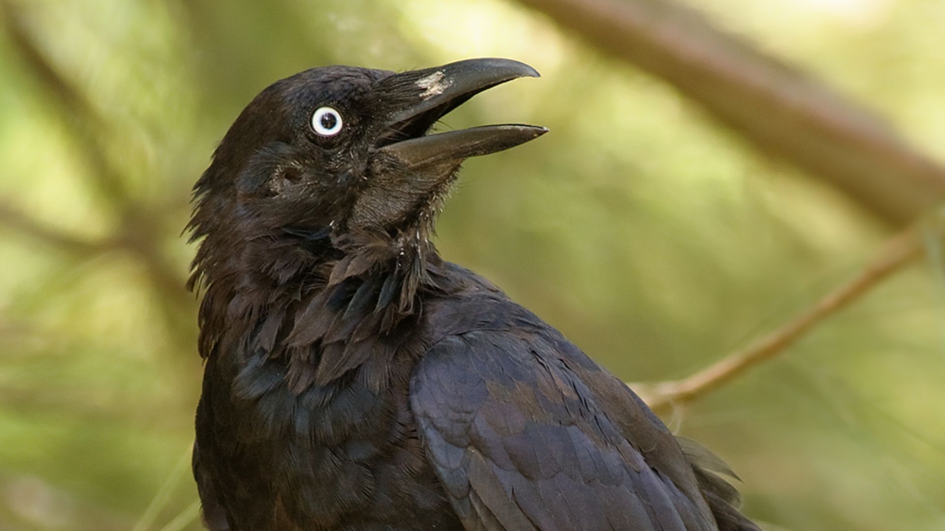 File:Corvus coronoides.jpg