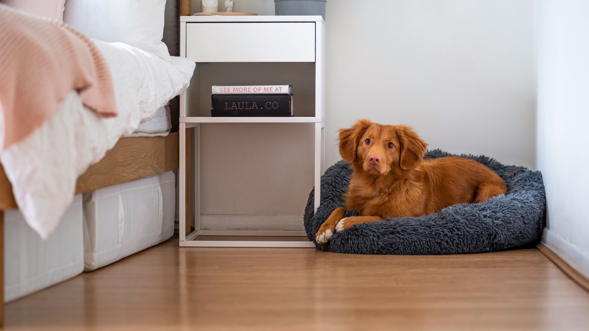 brown short coated dog lying on white couch
