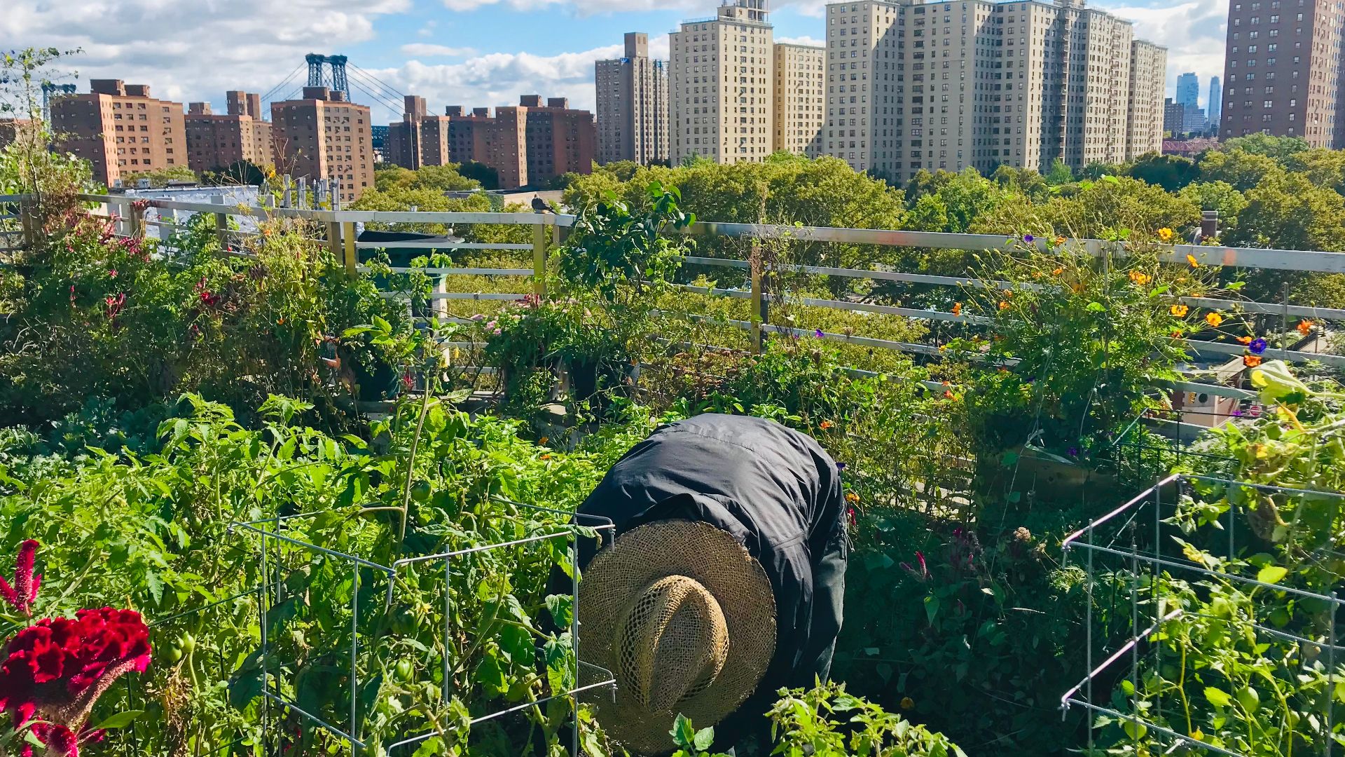 File:Umbrella House Rooftop Garden.jpg