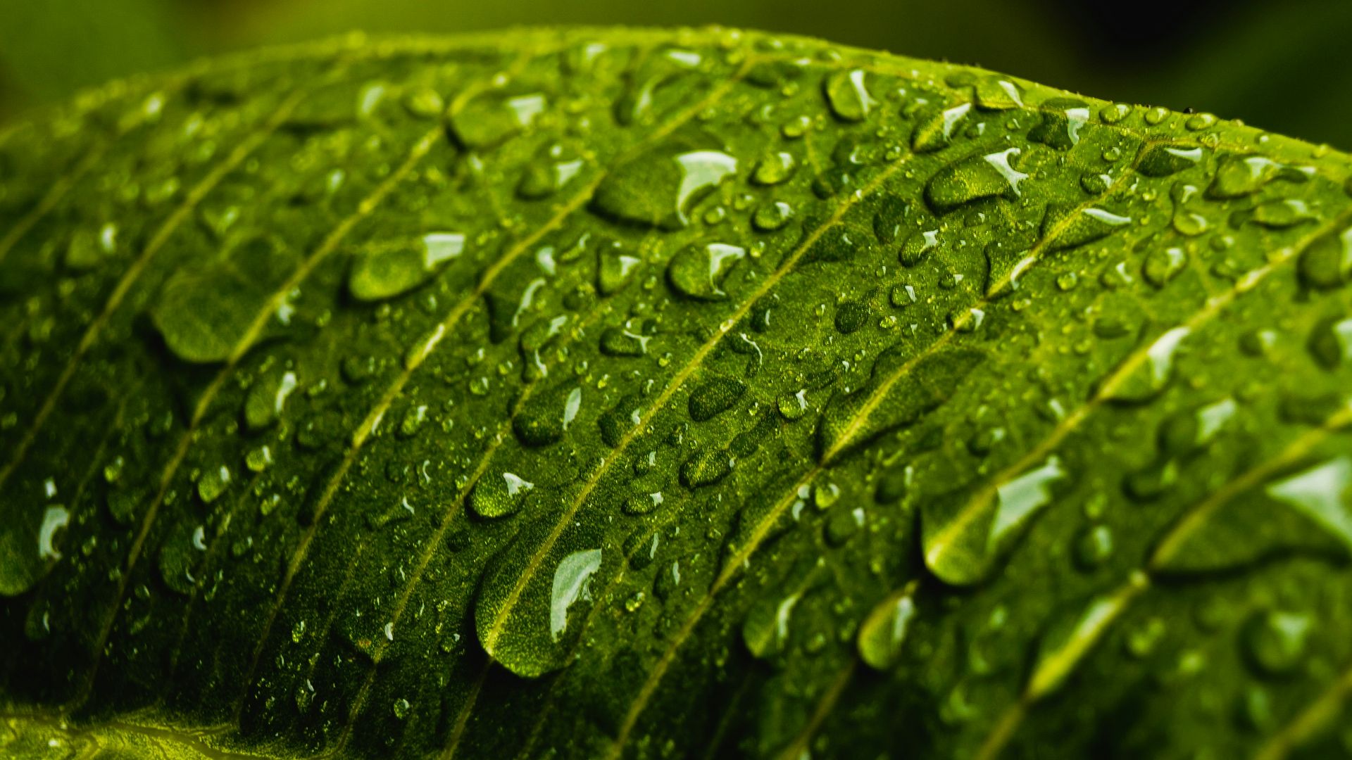 water droplets on green leaf