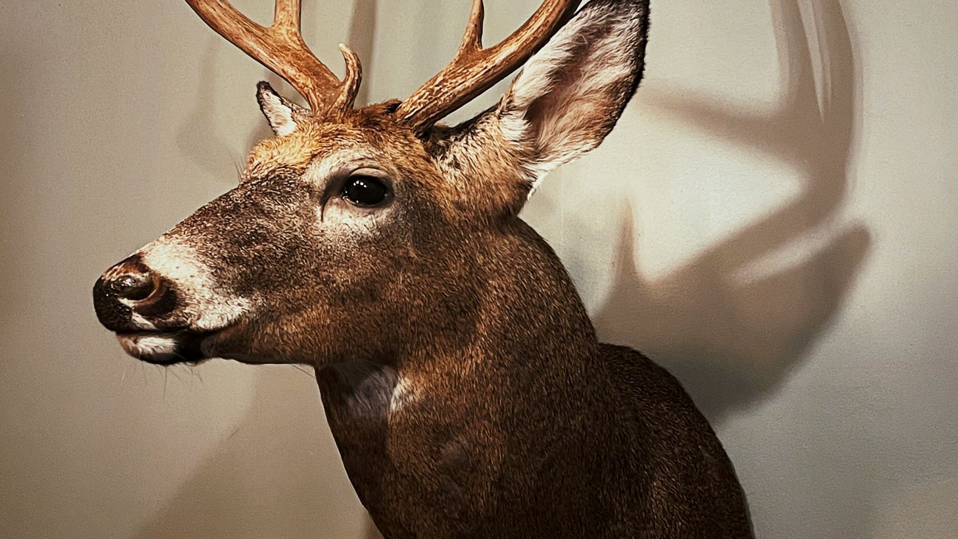 brown deer head mount on white wall