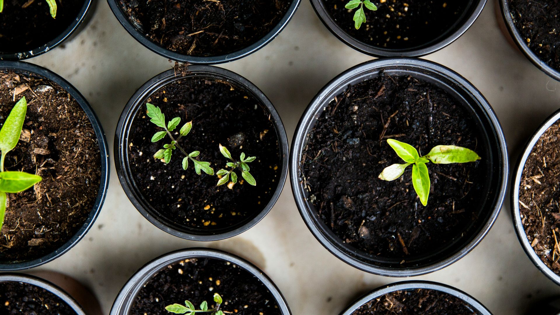 green leafed seedlings on black plastic pots