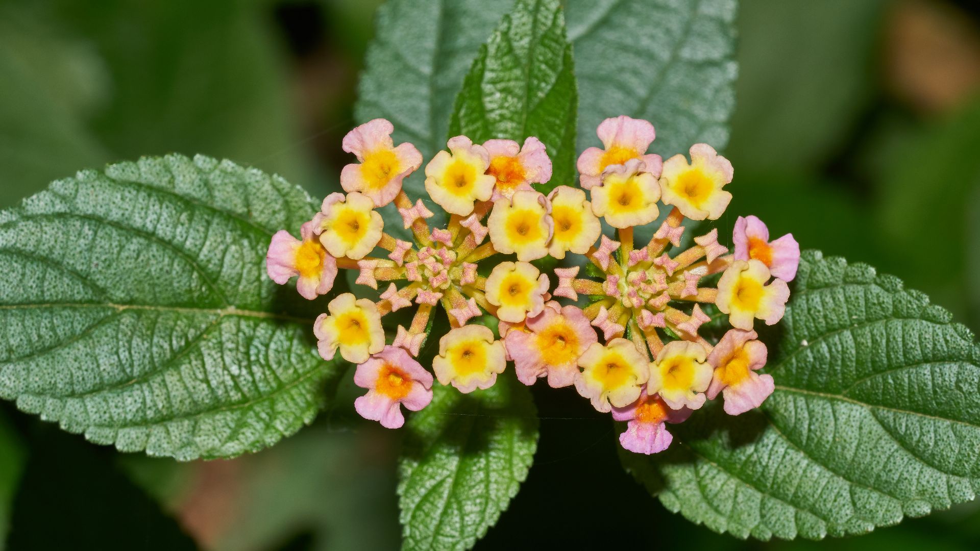 File:Lantana camara-Silent Valley-2016-08-14-001.jpg