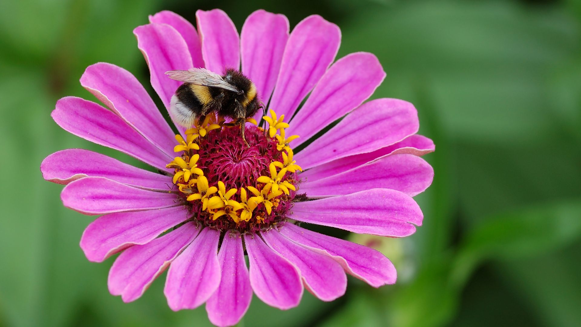 File:Zinnia elegans with Bombus 01.JPG