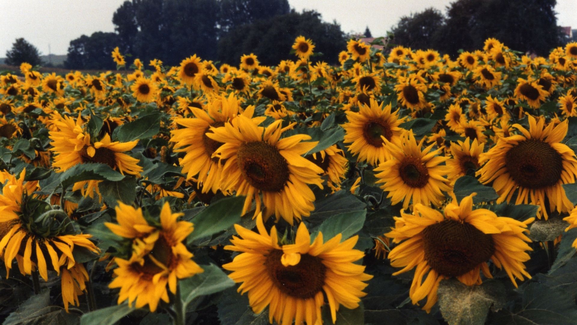 File:Sunflower.jpg