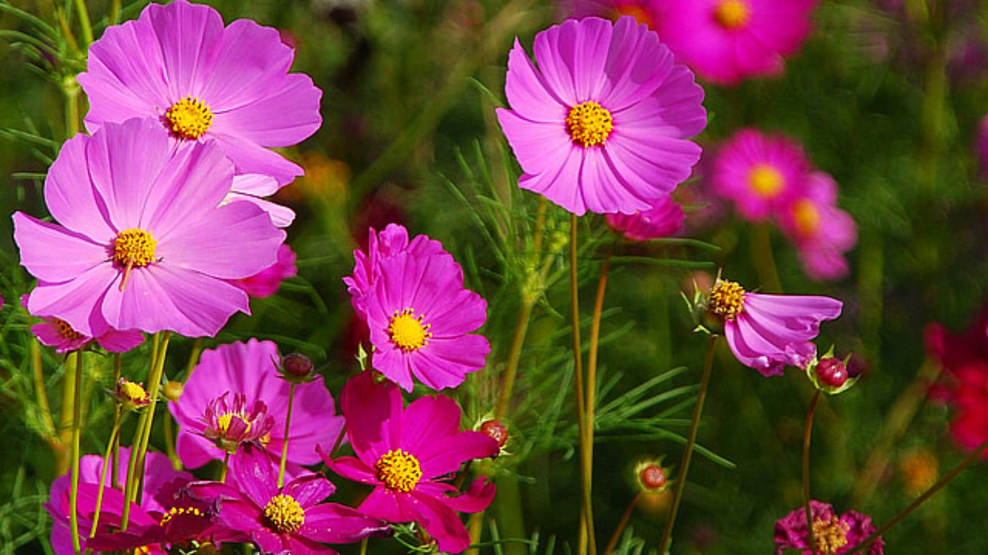 File:Cosmos flowers in Thailand 05.jpg
