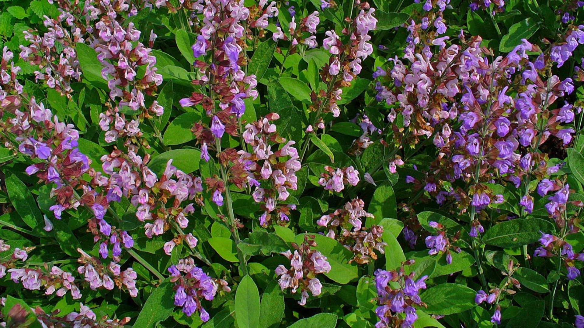File:Salvia officinalis 001.JPG