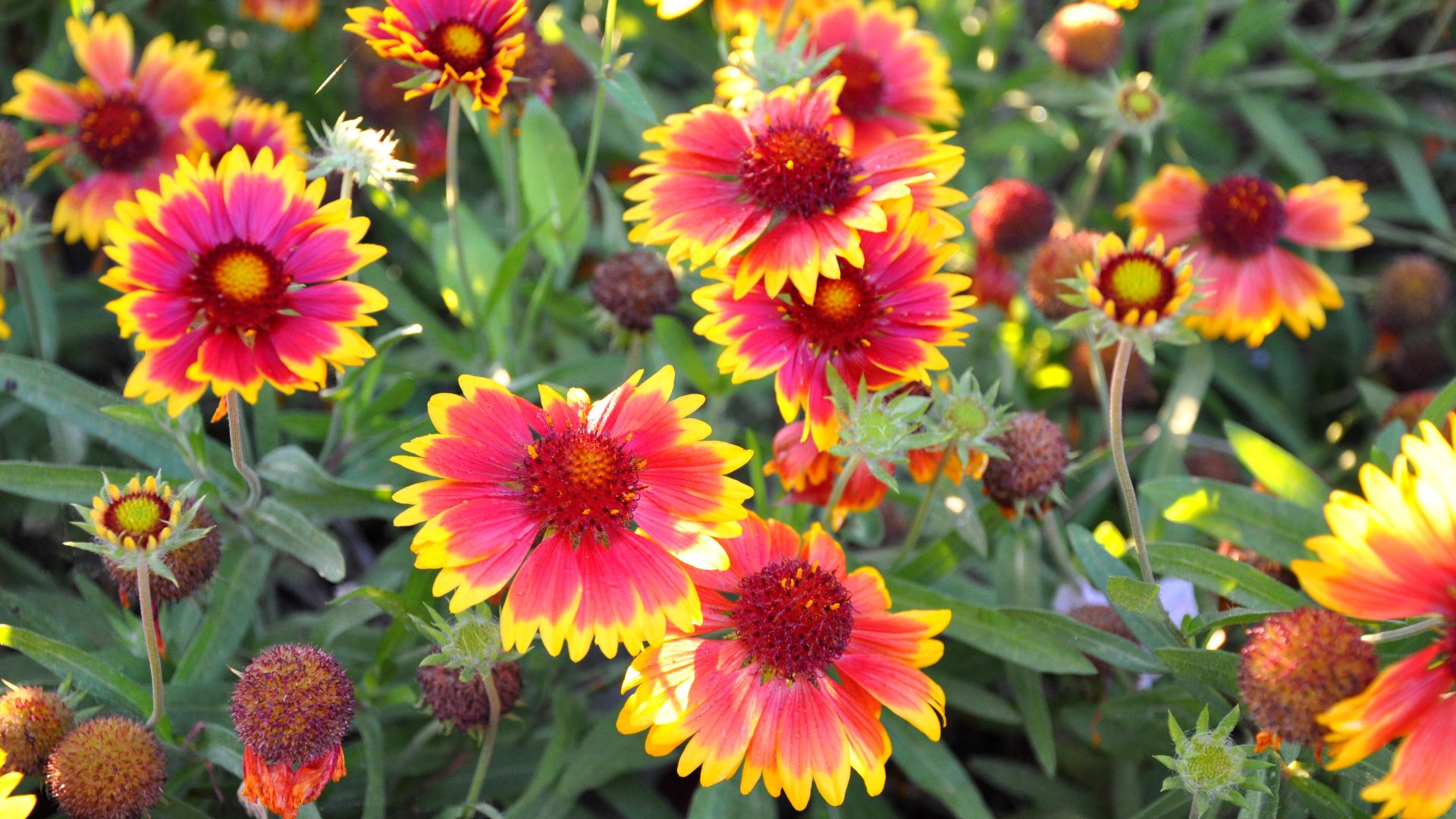 File:Gaillardia grandiflora Blanket Flower გაილარდია.JPG