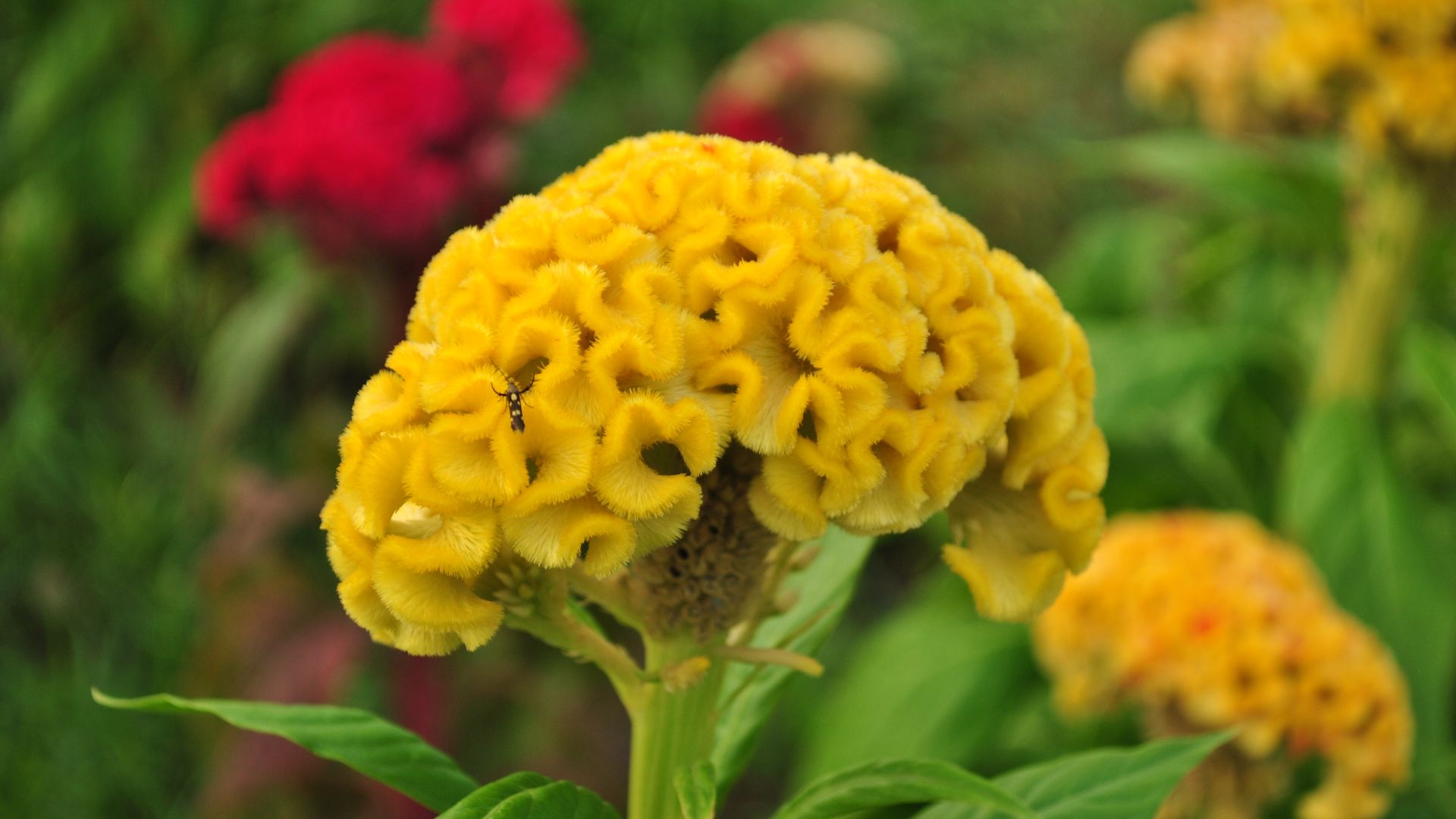 File:Celosia.JPG