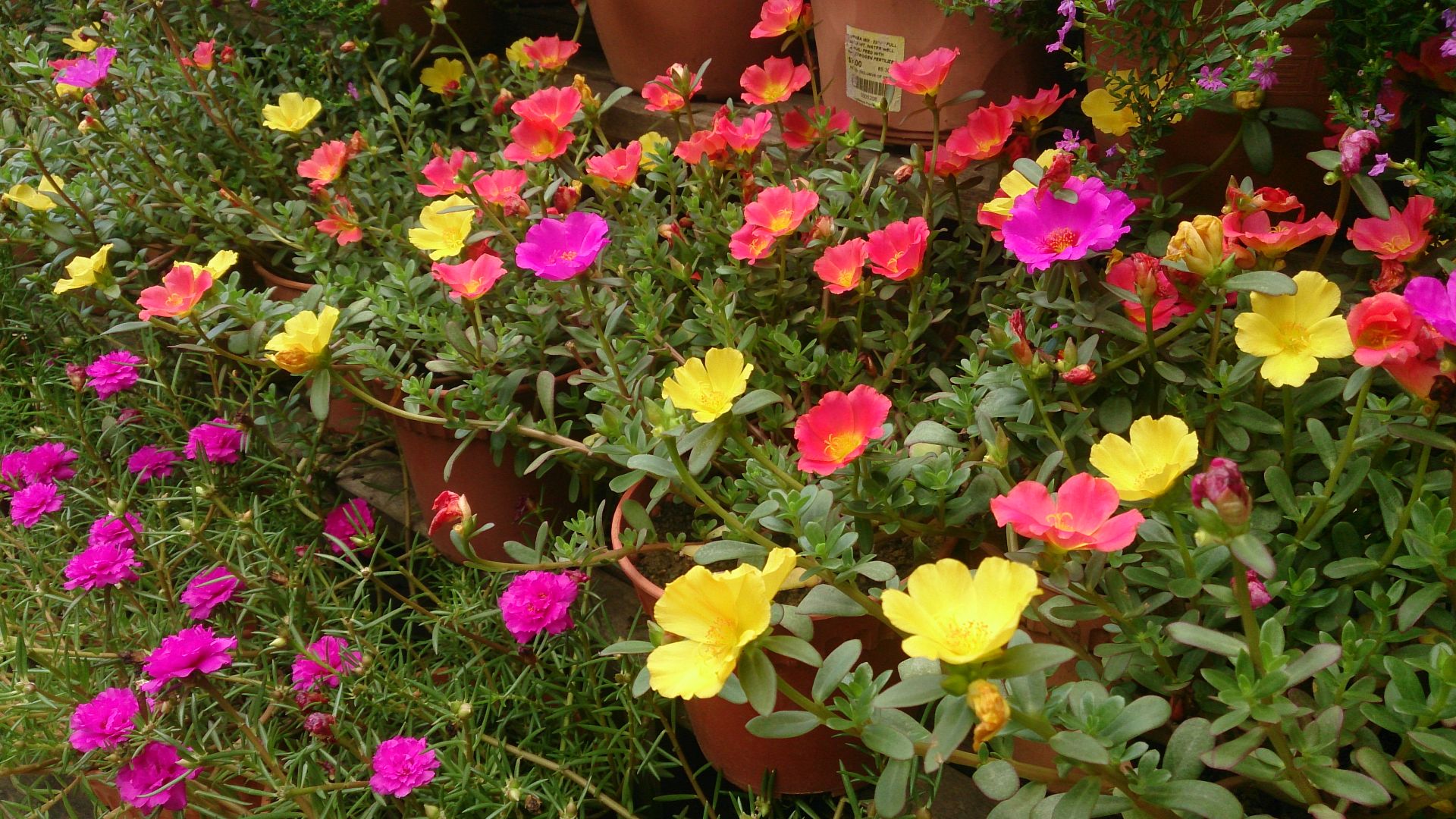 File:Purslane (Portulaca oleracea) 3.jpg