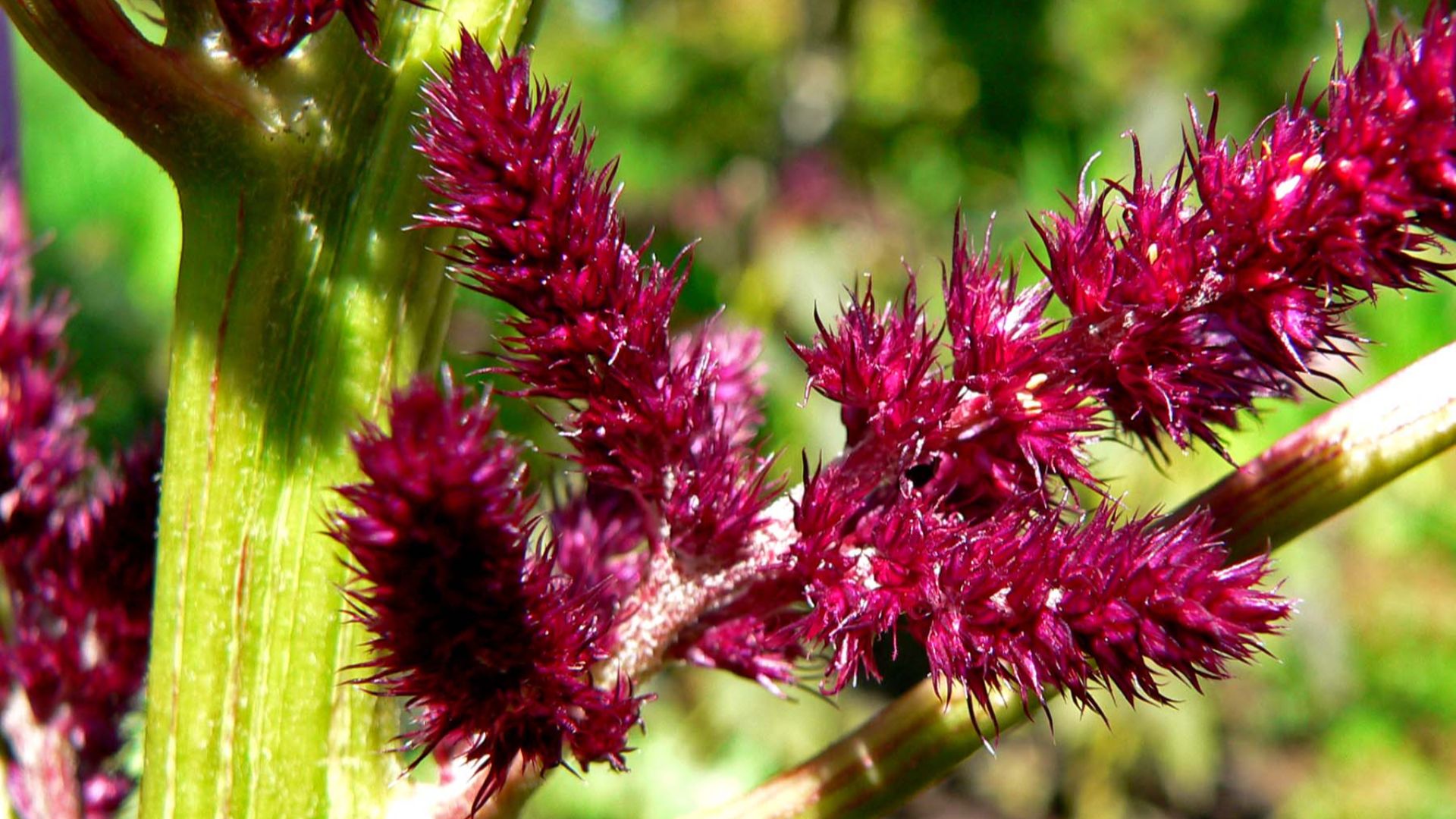 File:Amaranthus cruentus Foxtail 2.jpg