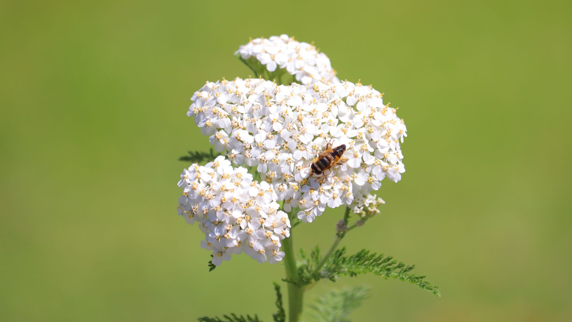 File:Achillea millefolium Lusatian Mountains.jpg