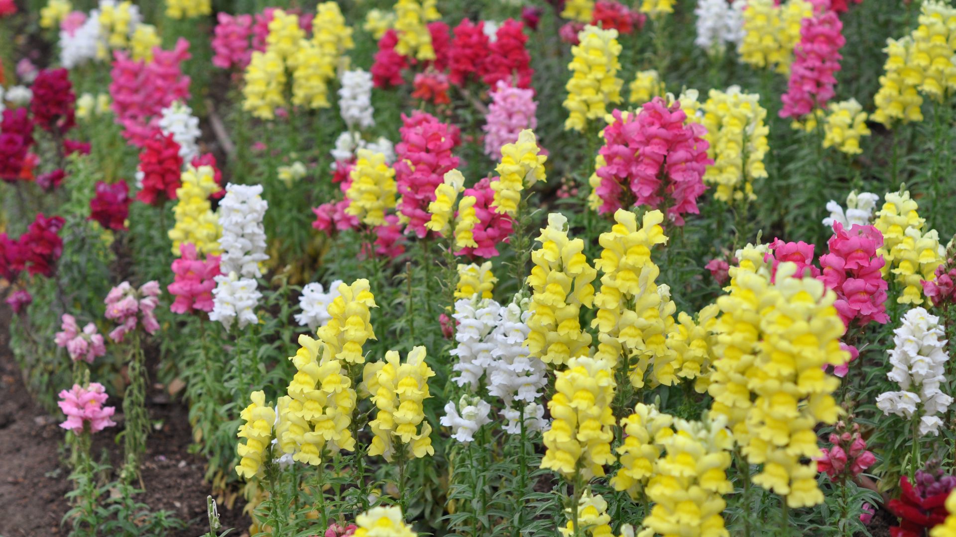 File:Antirrhinum majus Snapdragon დევისპირა.JPG