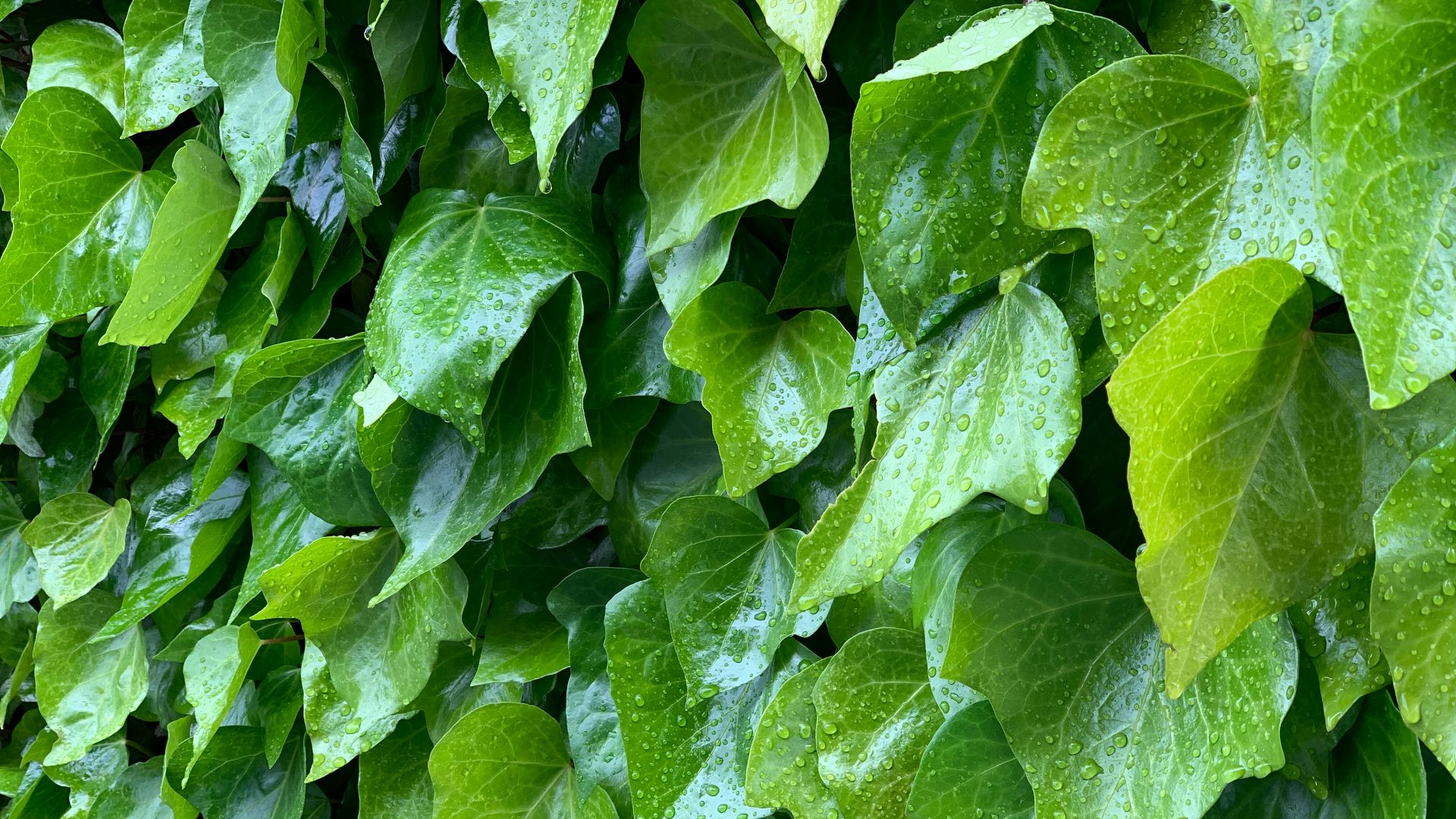File:Green ivy after a rain shower.jpg