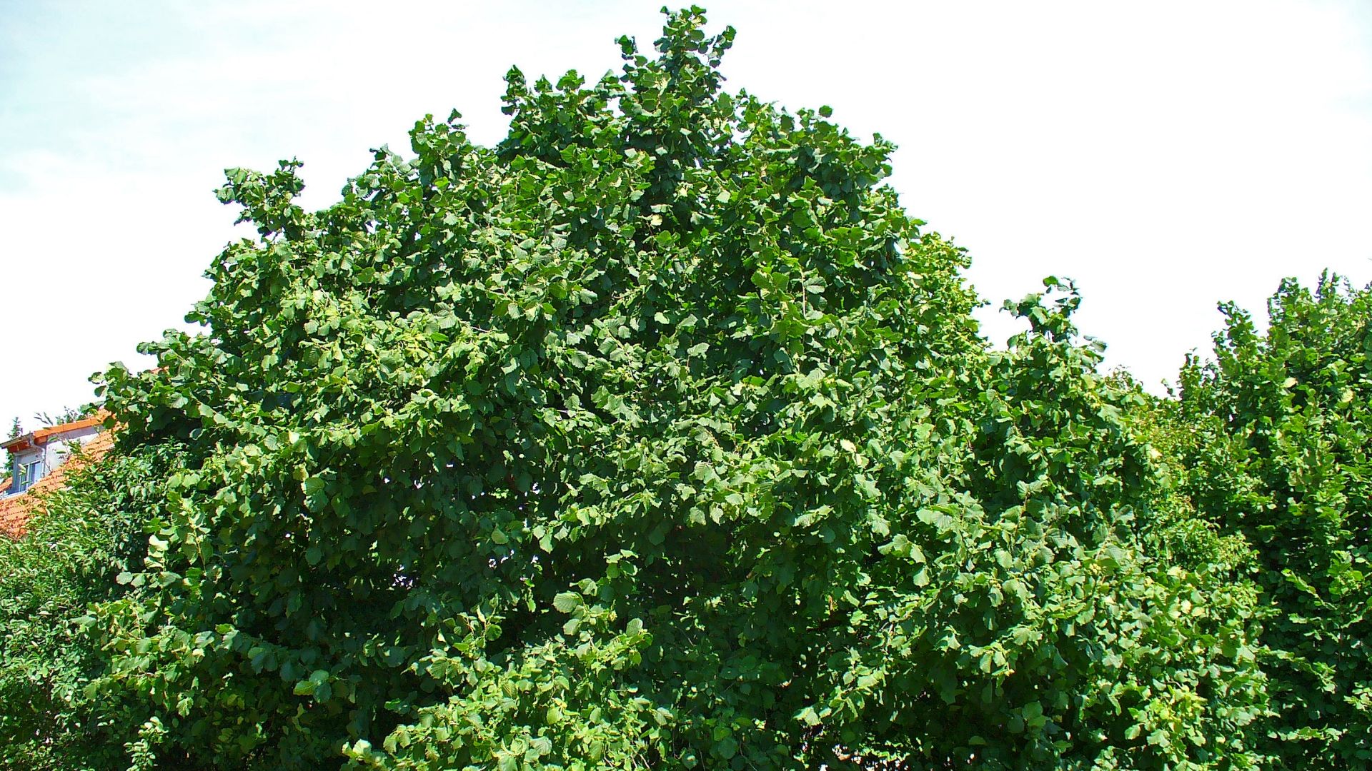 File:Corylus avellana 0001.JPG