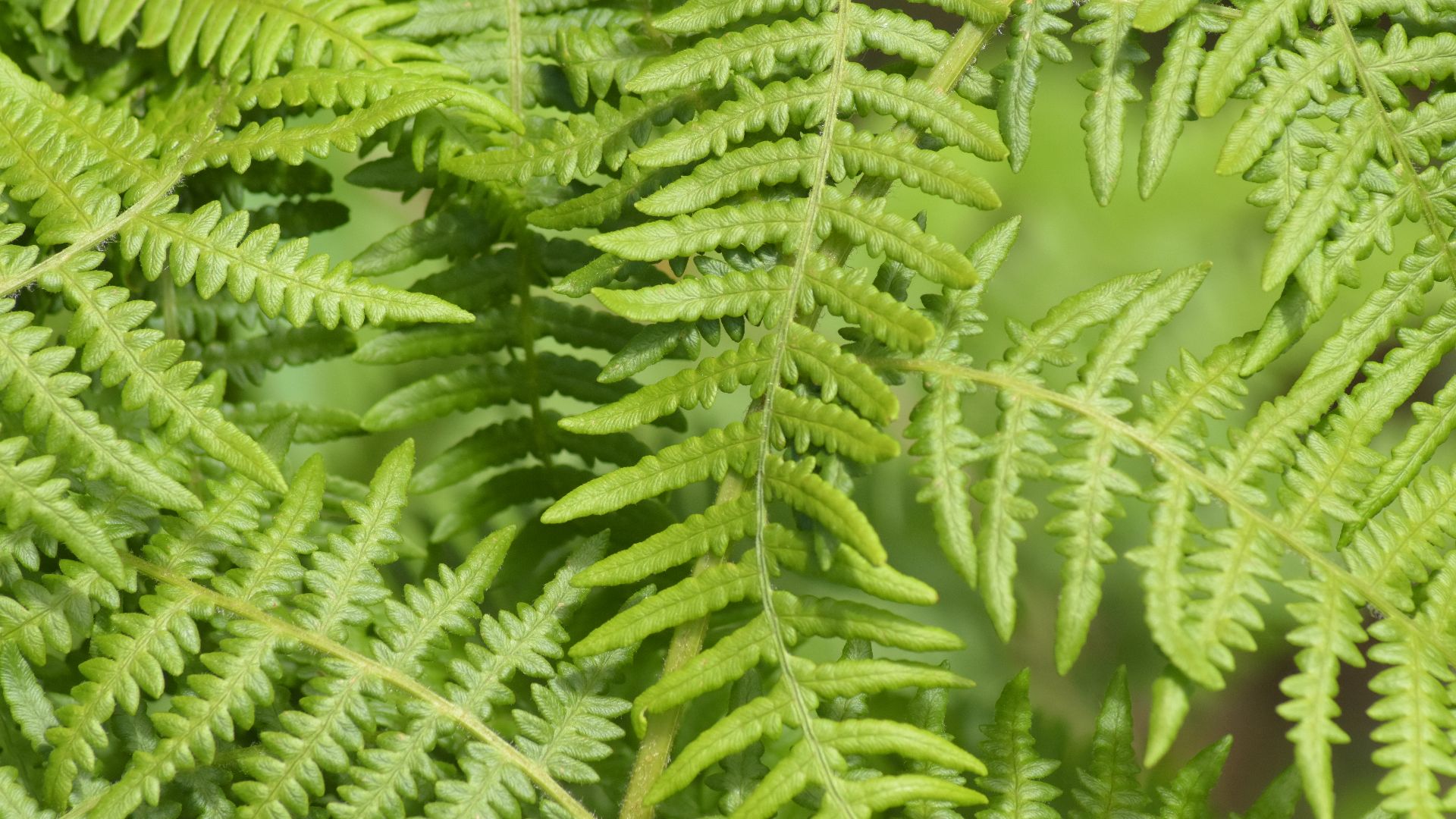 File:Leaves of a green fern.jpg