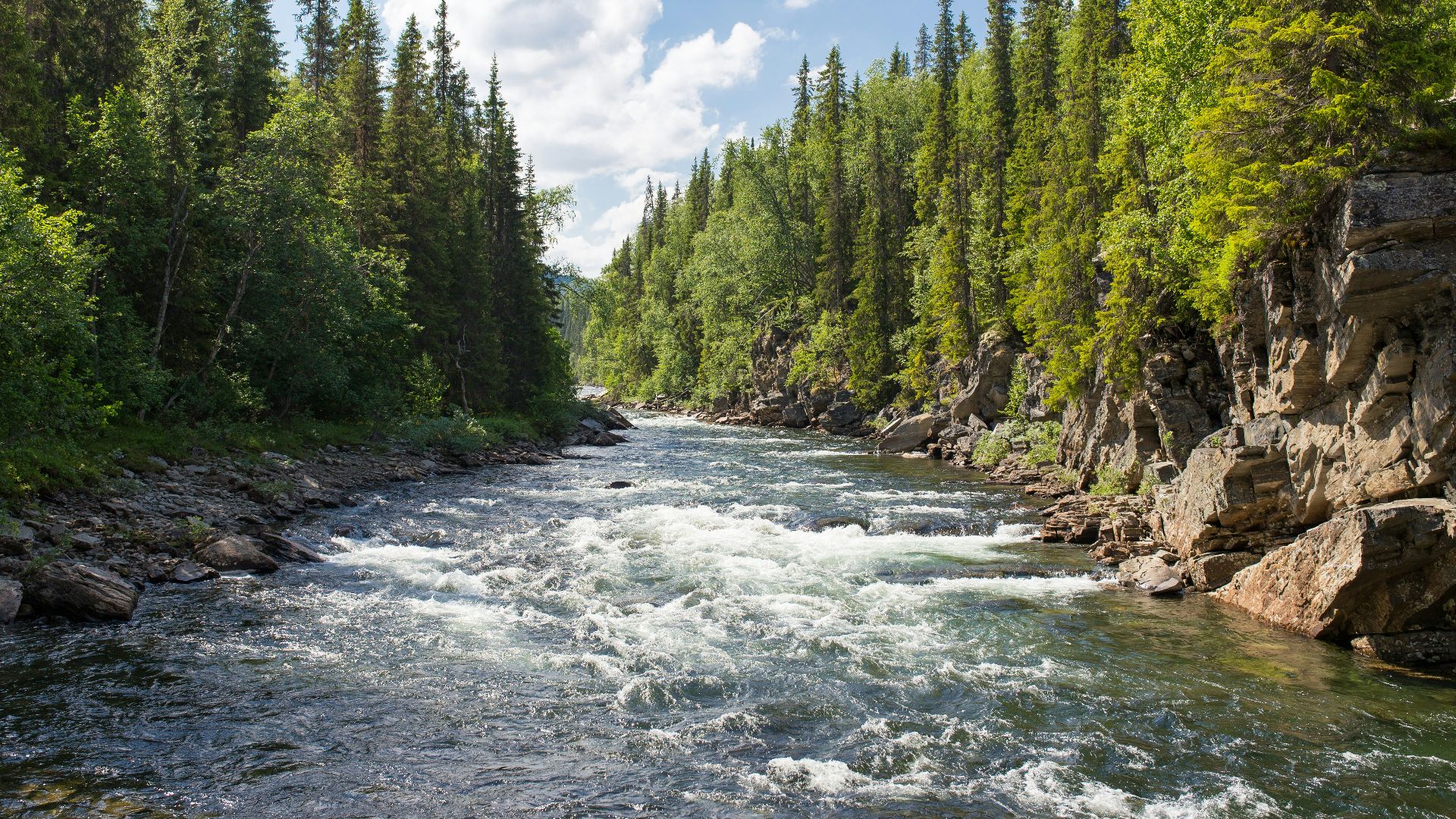 body of water between trees under cloudy sky