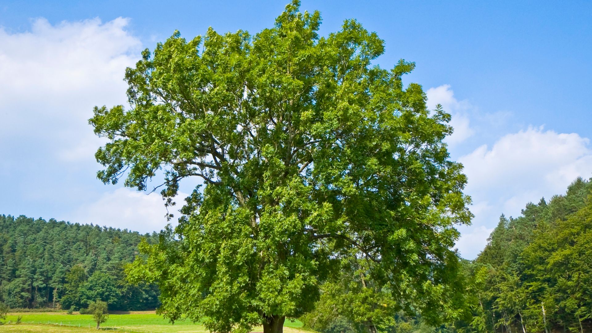 File:Fraxinus excelsior 002.jpg