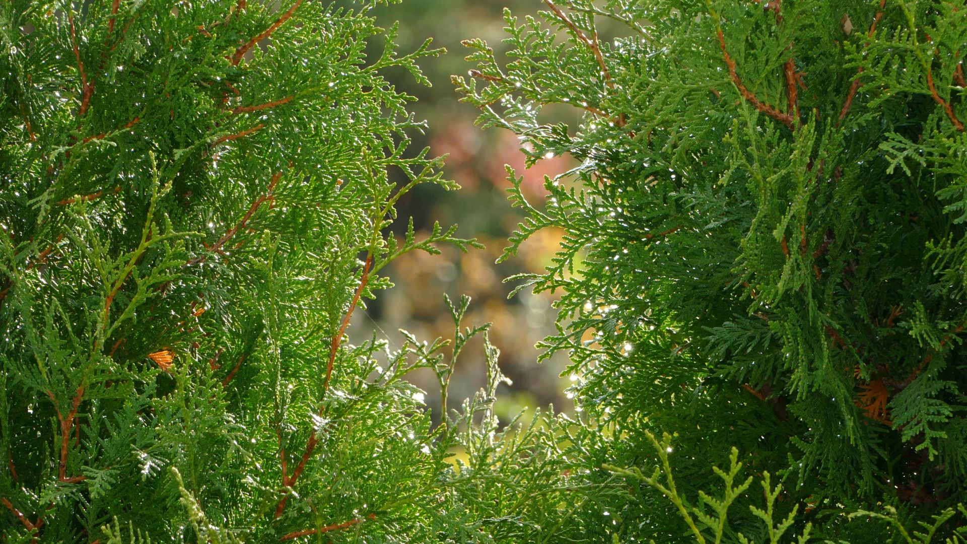 File:Raindrops on white cedar.jpg