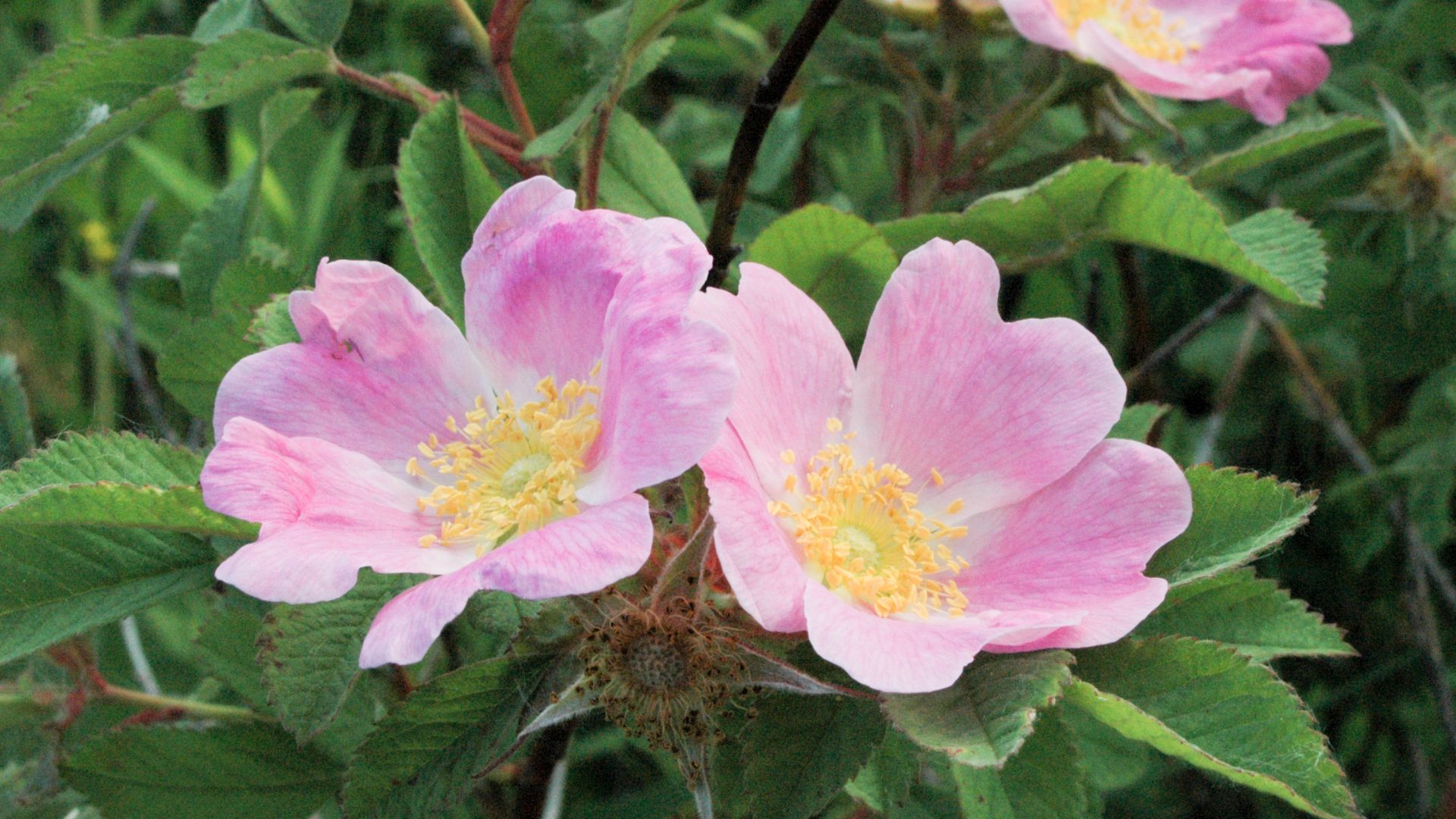 File:Rosa blanda EARLY WILD ROSE (4663783103).jpg