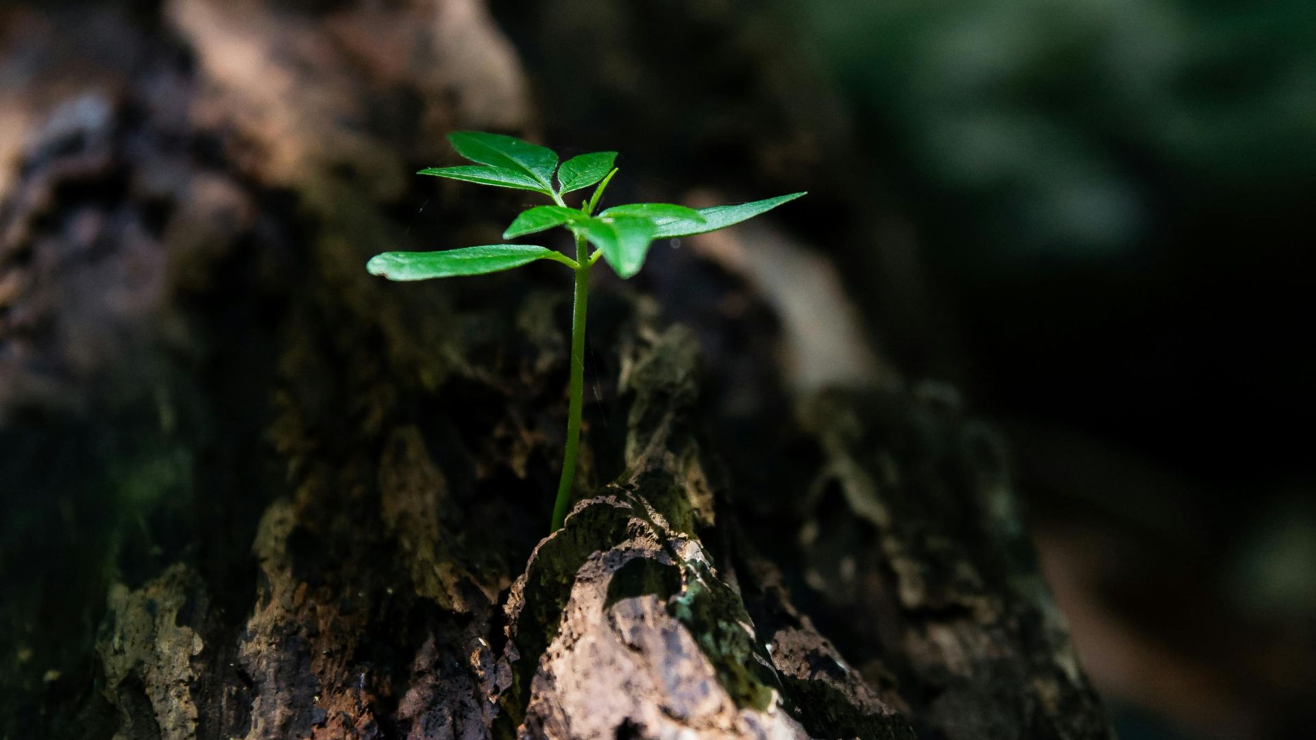 David Alberto Carmona Coto