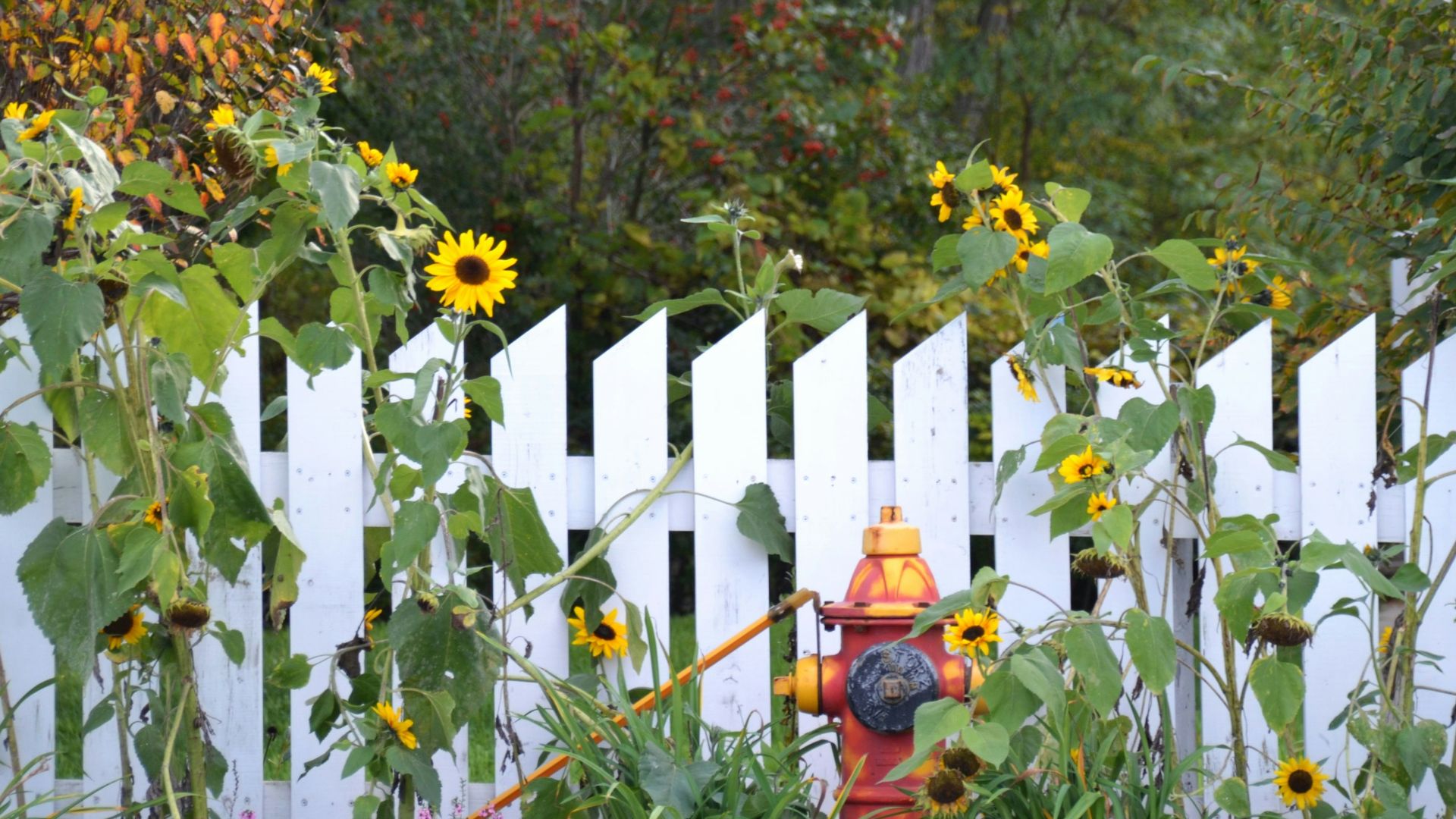 a fire hydrant in a garden
