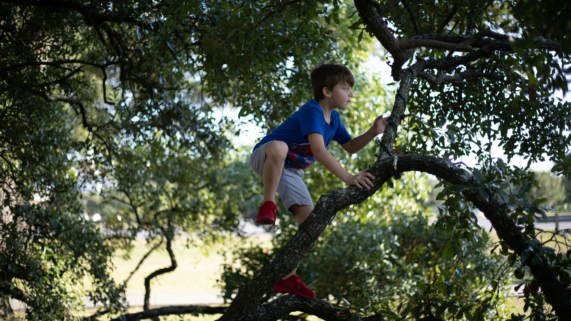 boy in blue t-shirt and gray shorts climbing tree