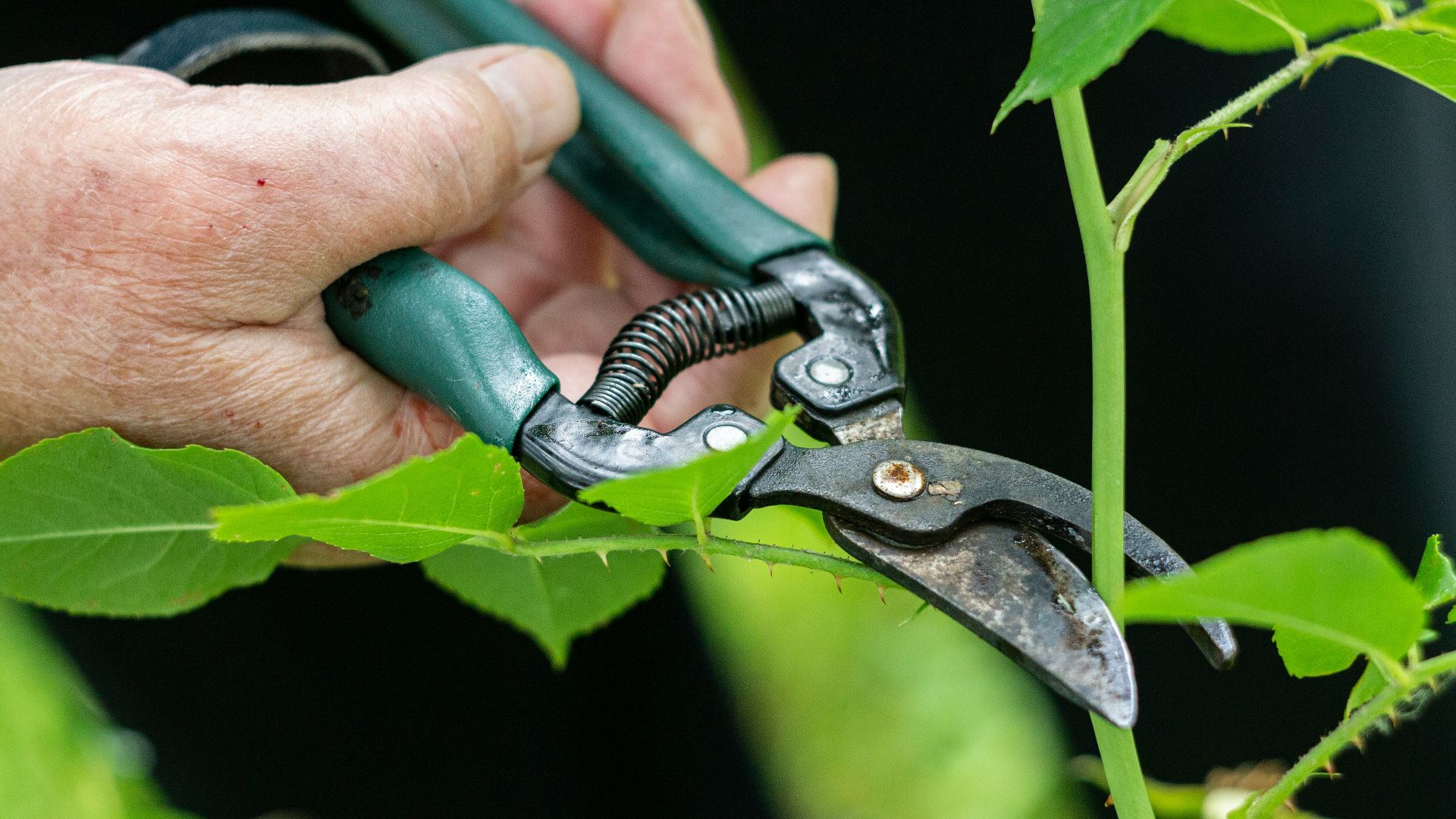 a person holding a pair of pliers to a plant
