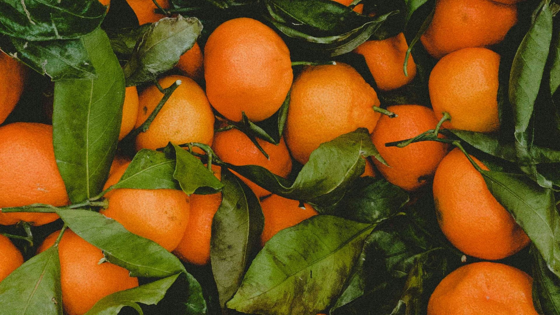 bunch of orange fruits