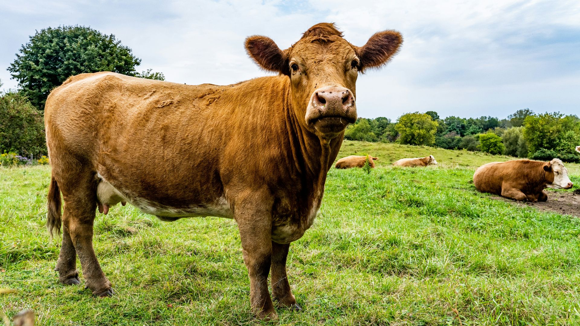 a brown cow standing on top of a lush green field