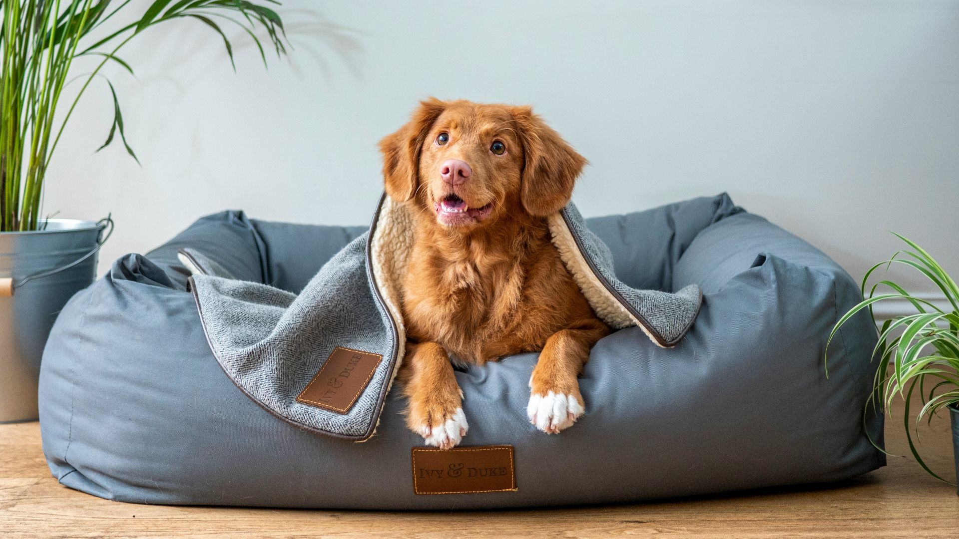 brown short coated dog on gray couch