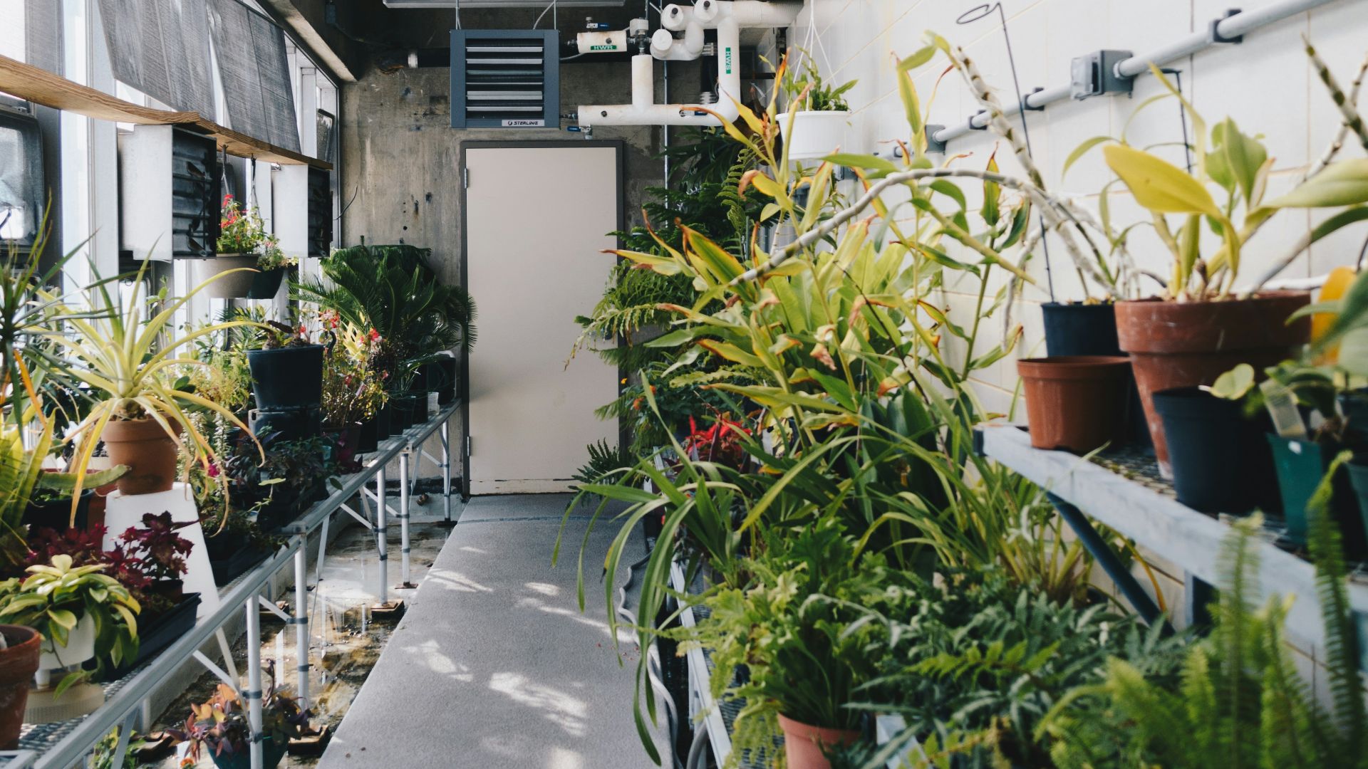 green potted plants inside building