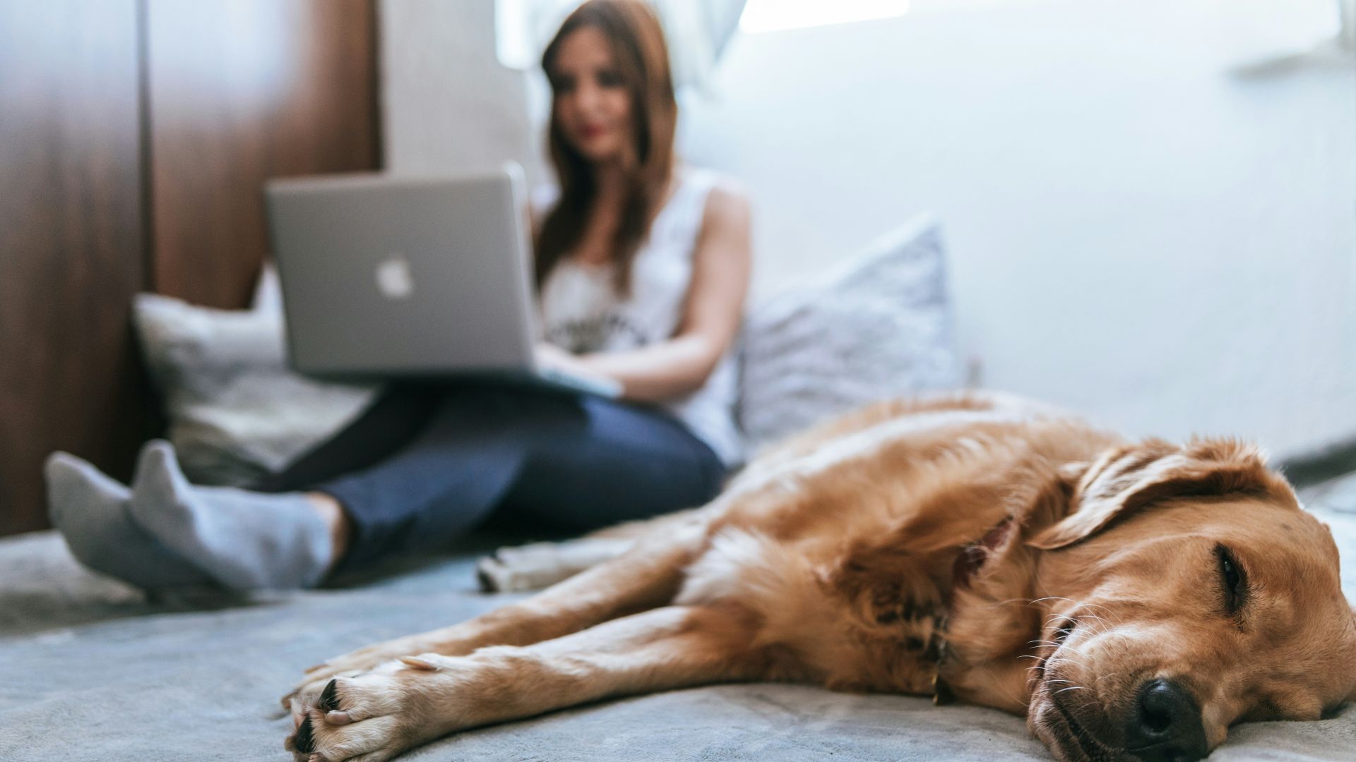 Golden Retriever lying on bed