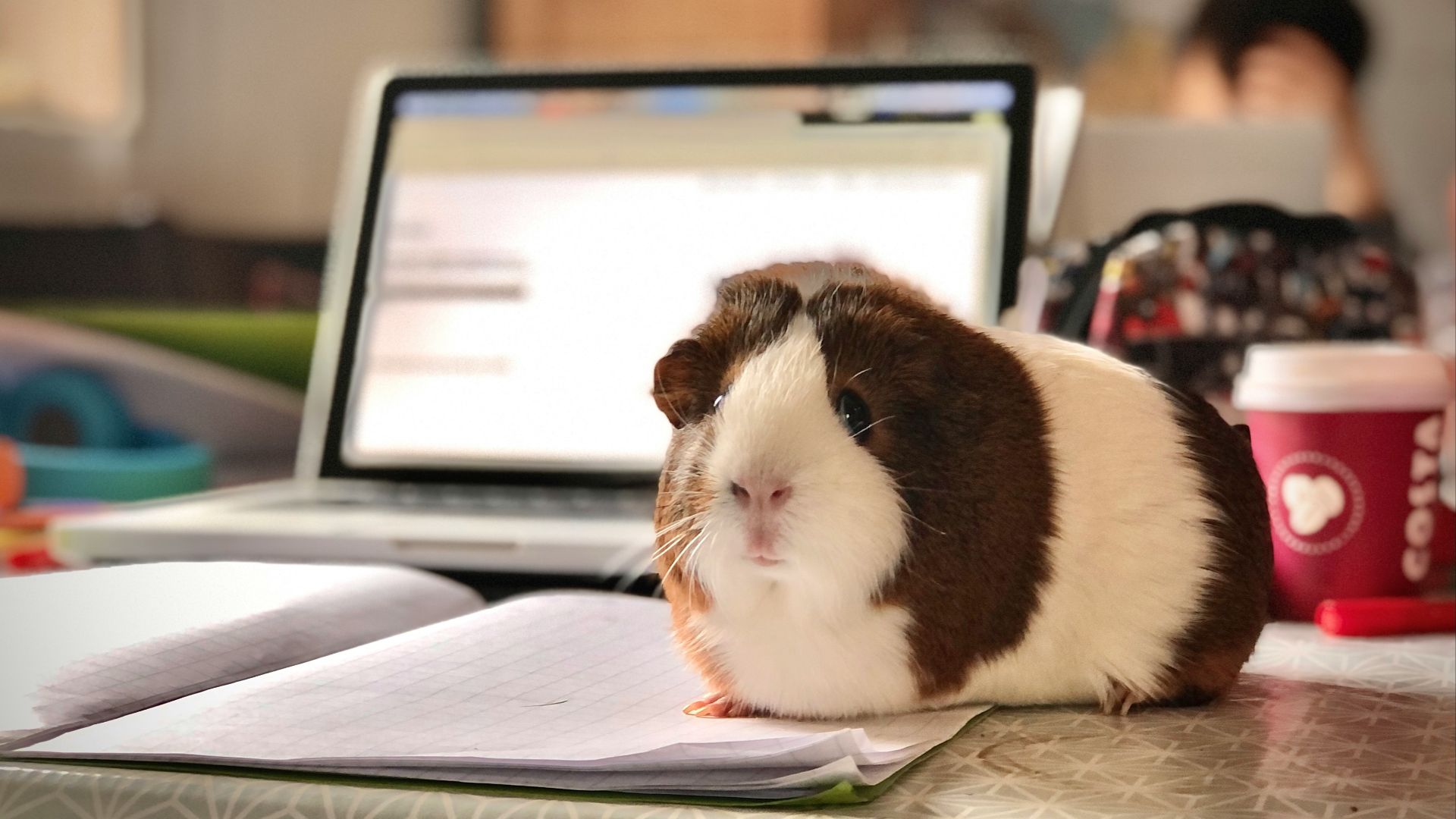 white and brown guinea pig on white paper