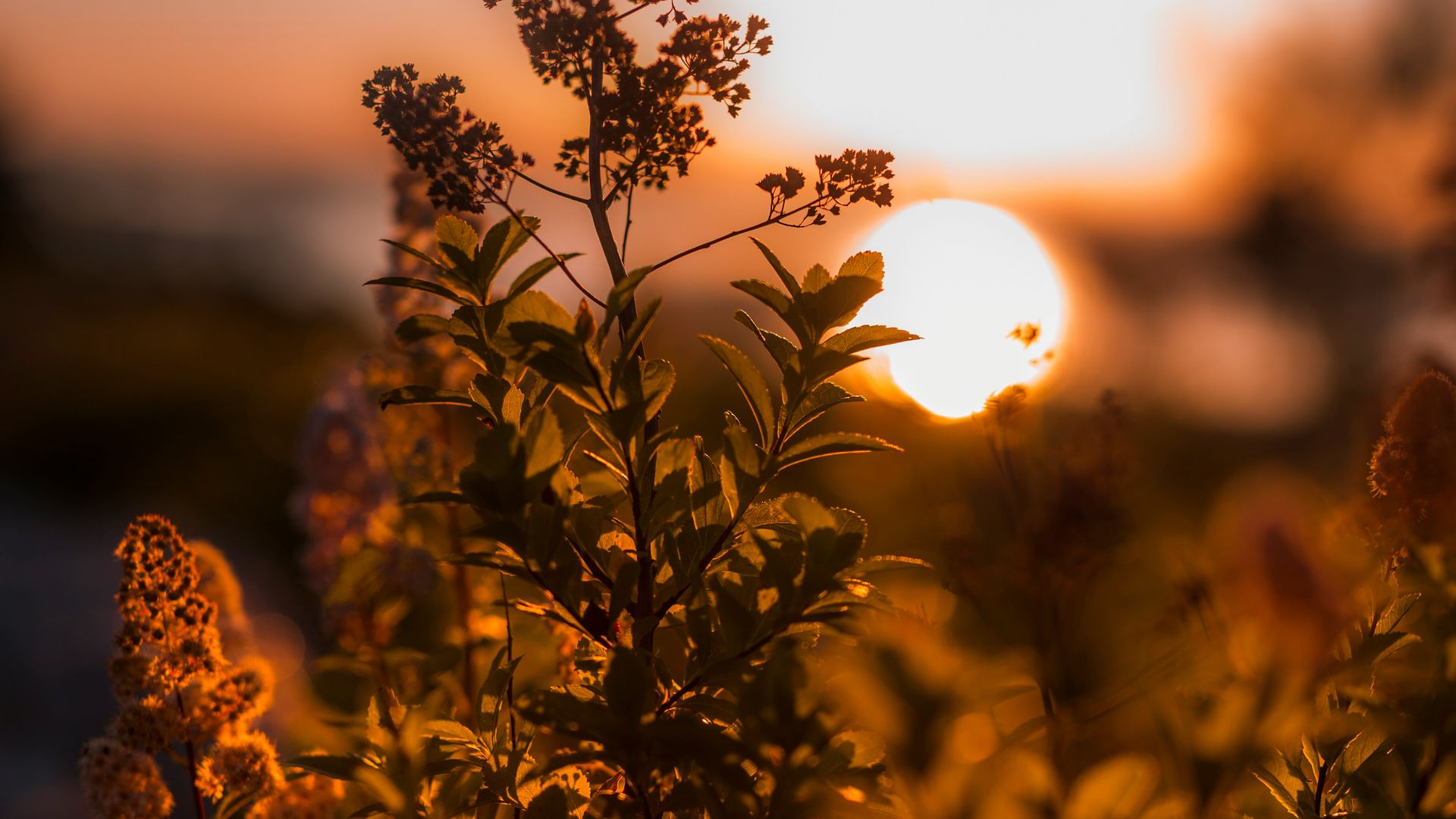 green leafed plant during sunset