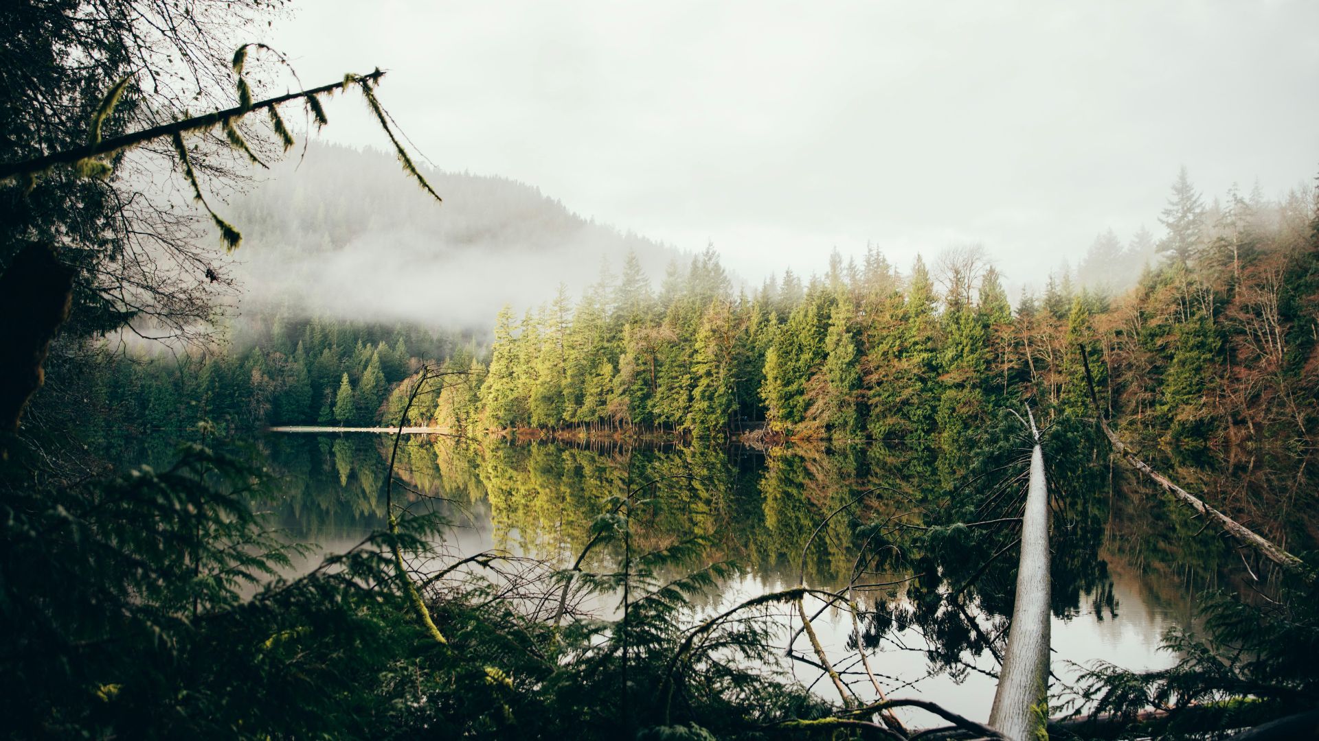a lake surrounded by a forest filled with lots of trees