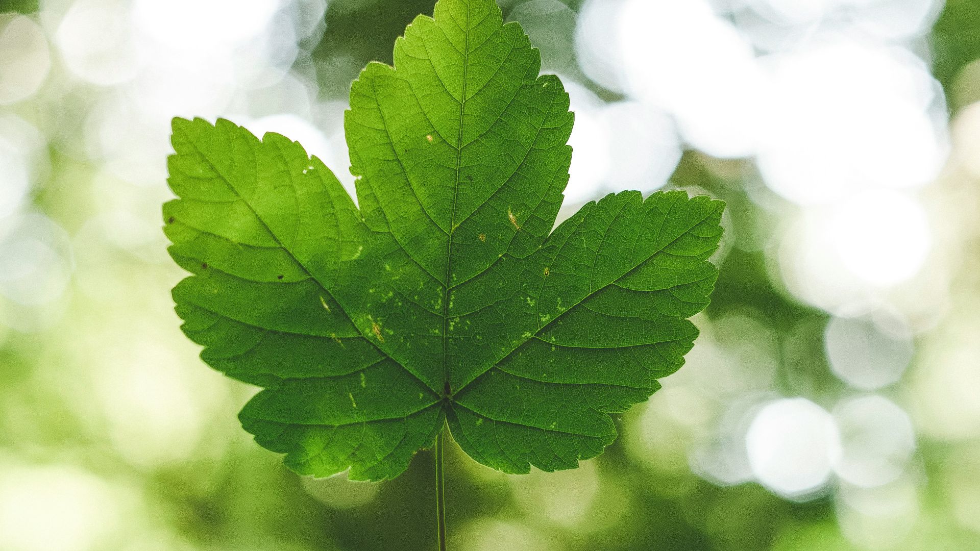 person holding green leafed plant