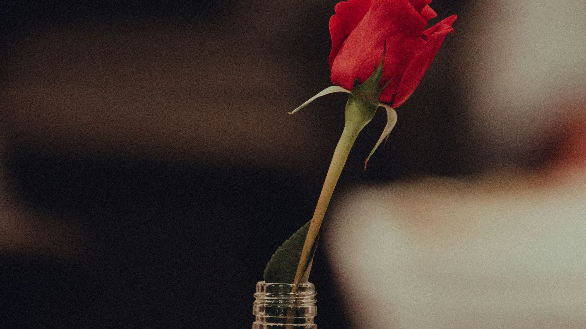 red rose in clear glass bottle
