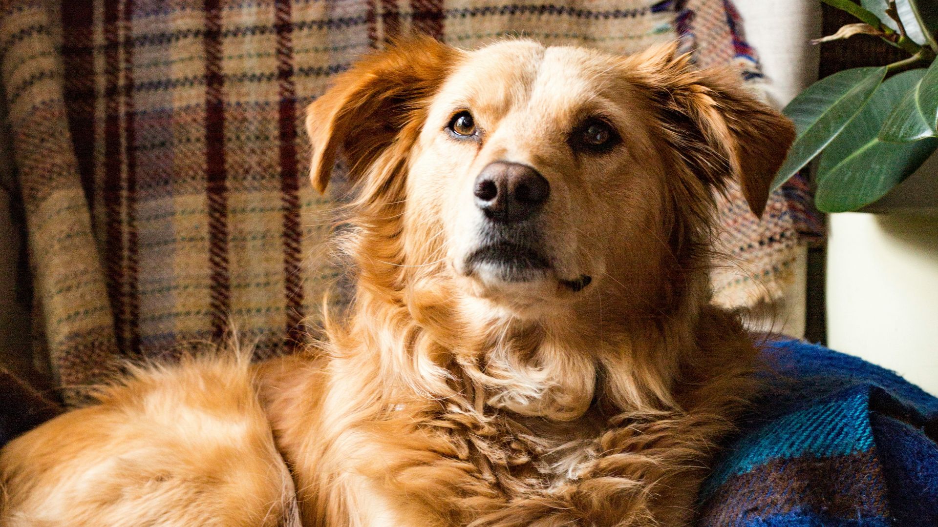 short-coated brown dog on sofa