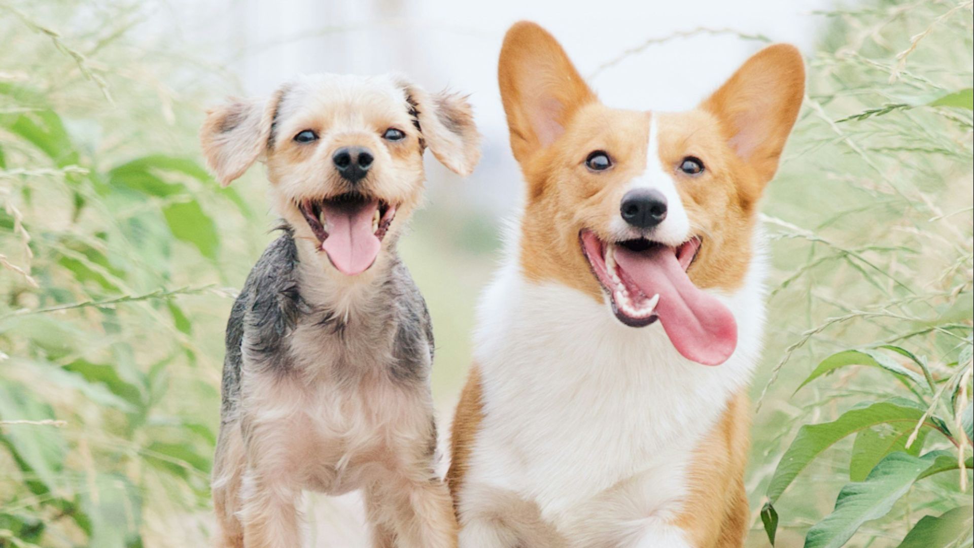 white and brown corgi besides brown dog