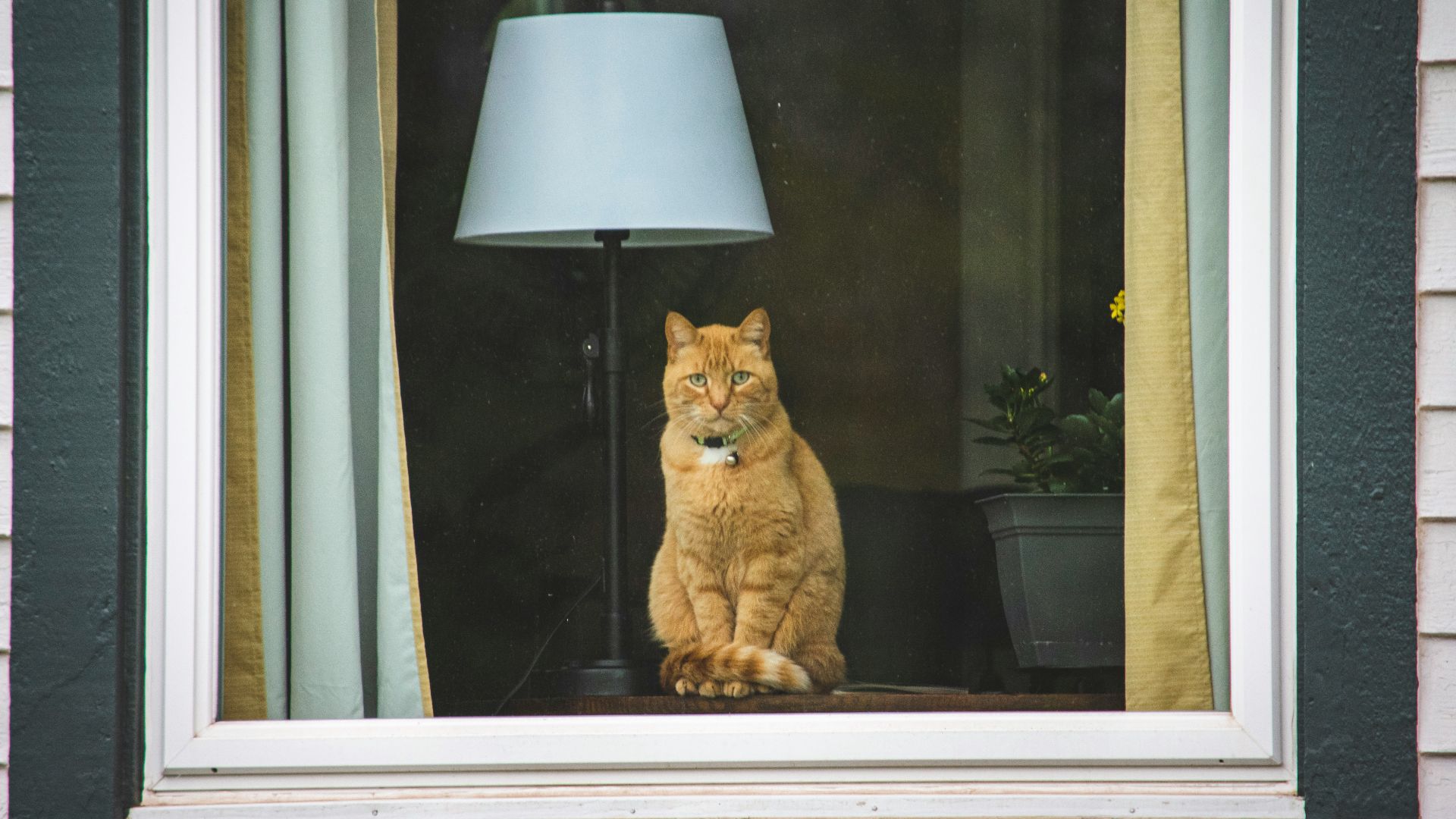 a cat sitting on a window sill looking out a window