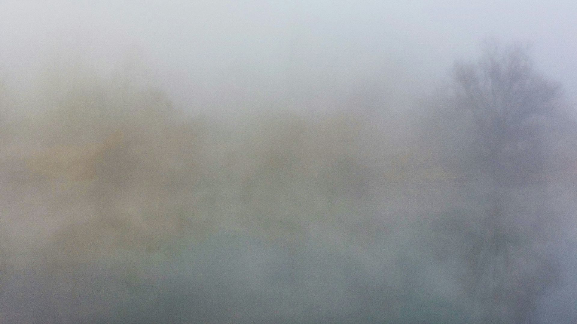 a foggy field with trees in the distance