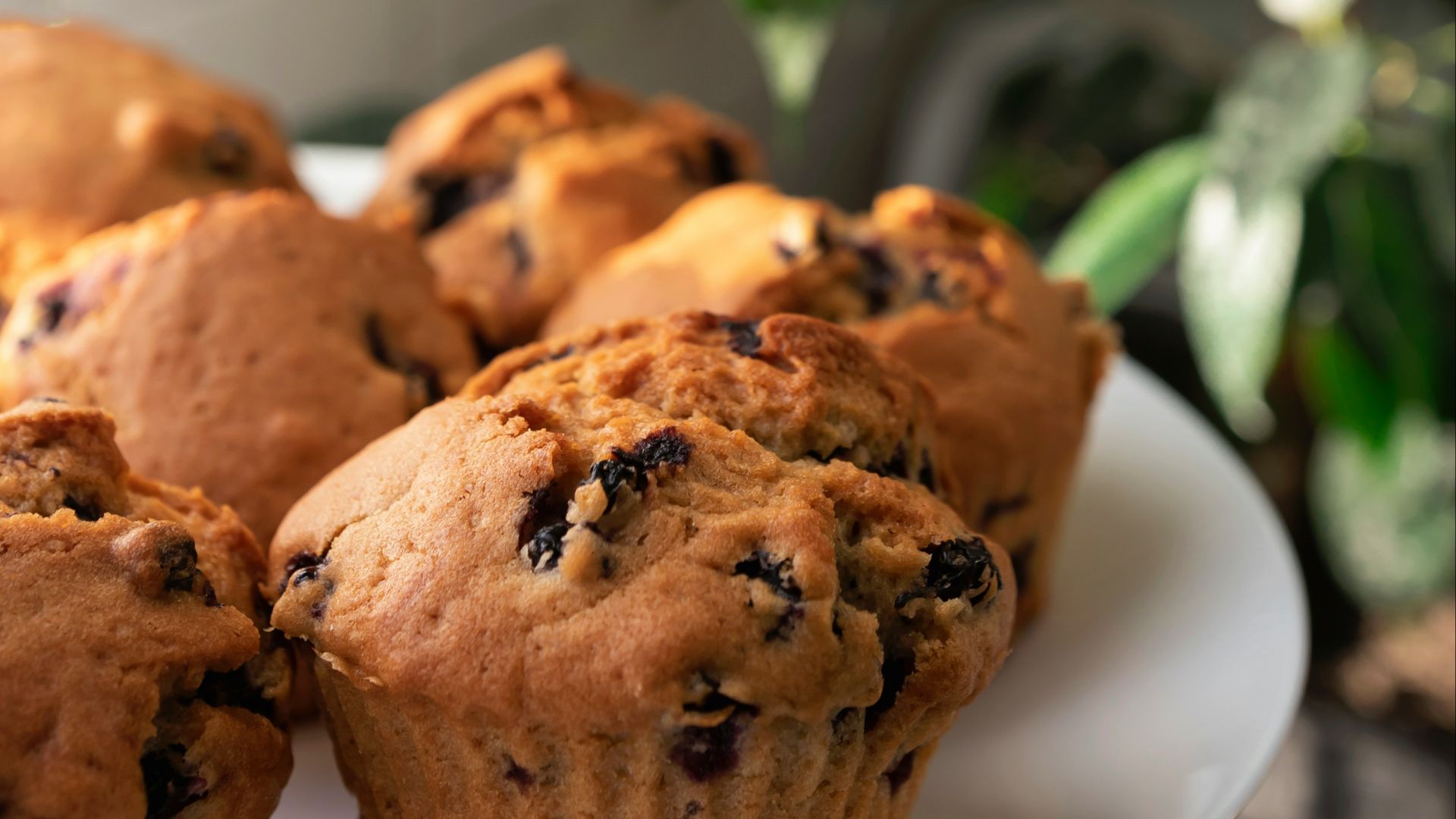 a white plate topped with muffins next to a potted plant