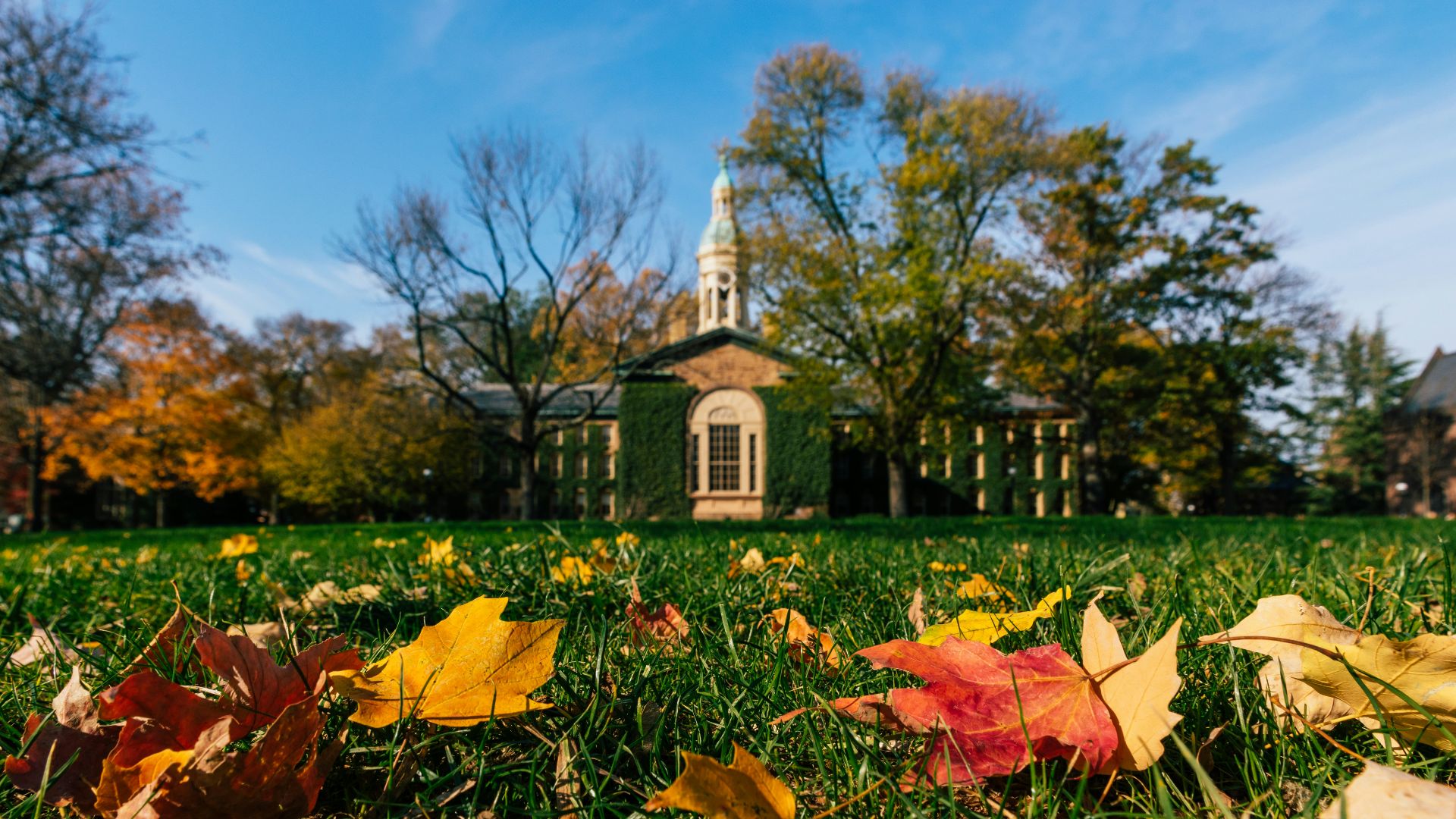 brown dried leaves on green grass field