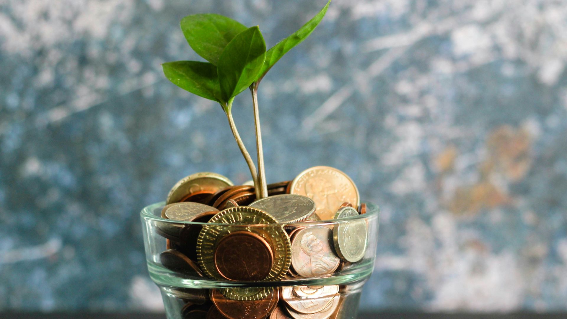 green plant in clear glass vase