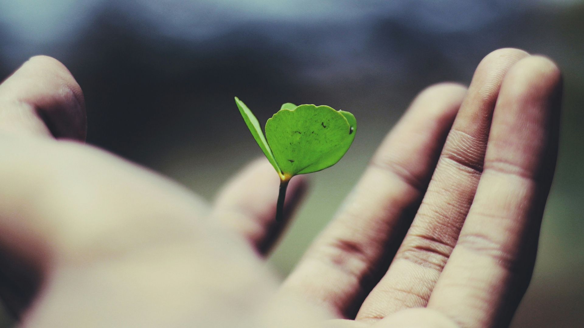 floating green leaf plant on person's hand