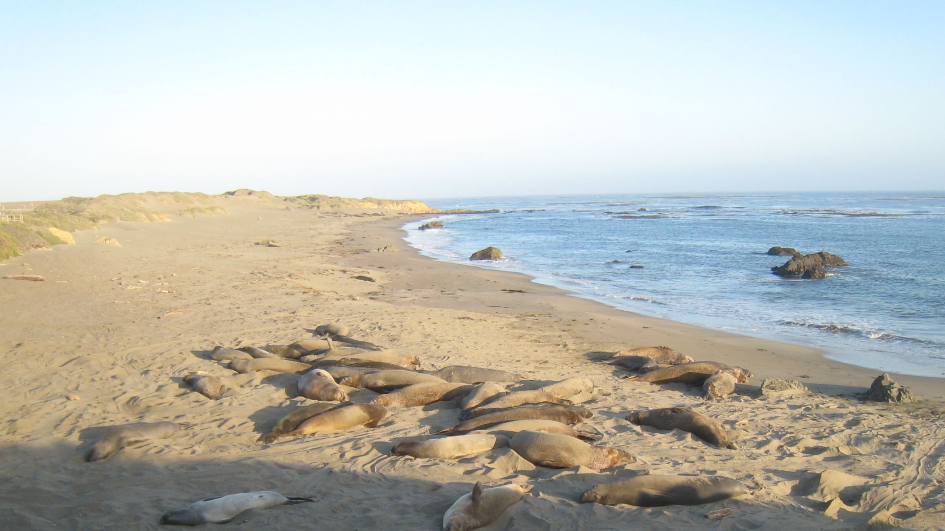 File:Elephant Seal (3796721029).jpg
